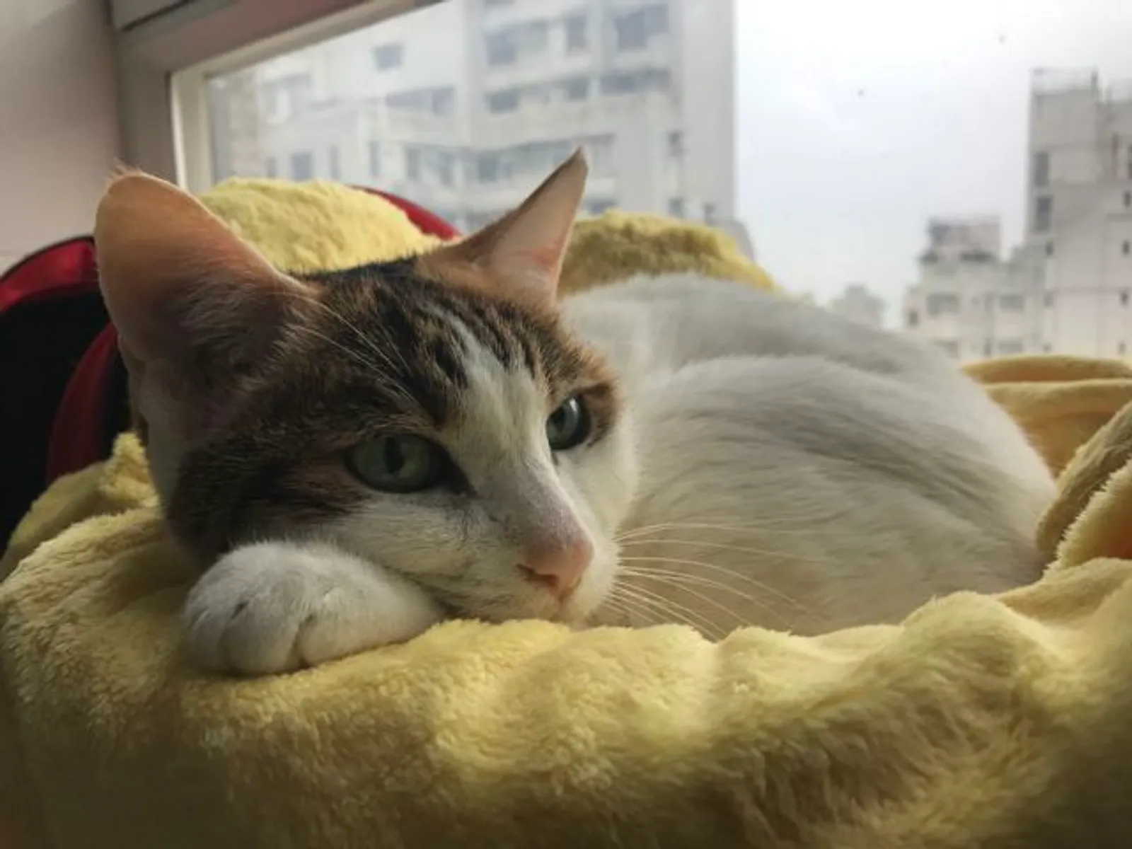 Mitzie