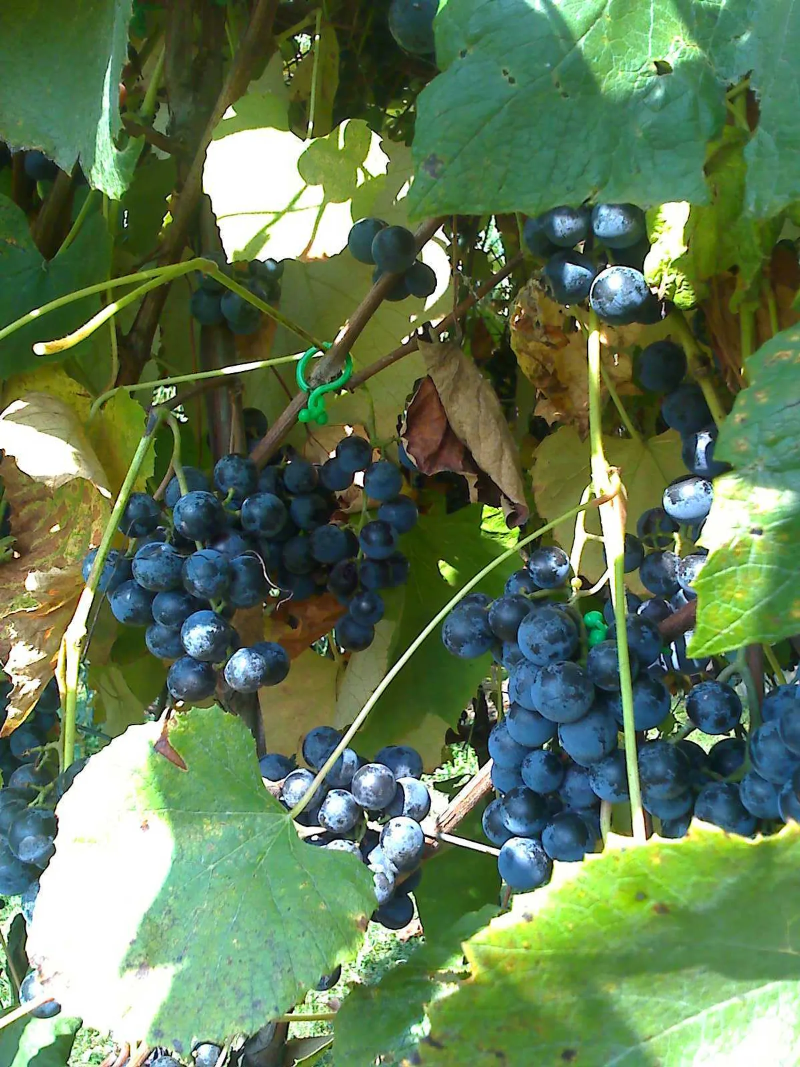 Prije berbe