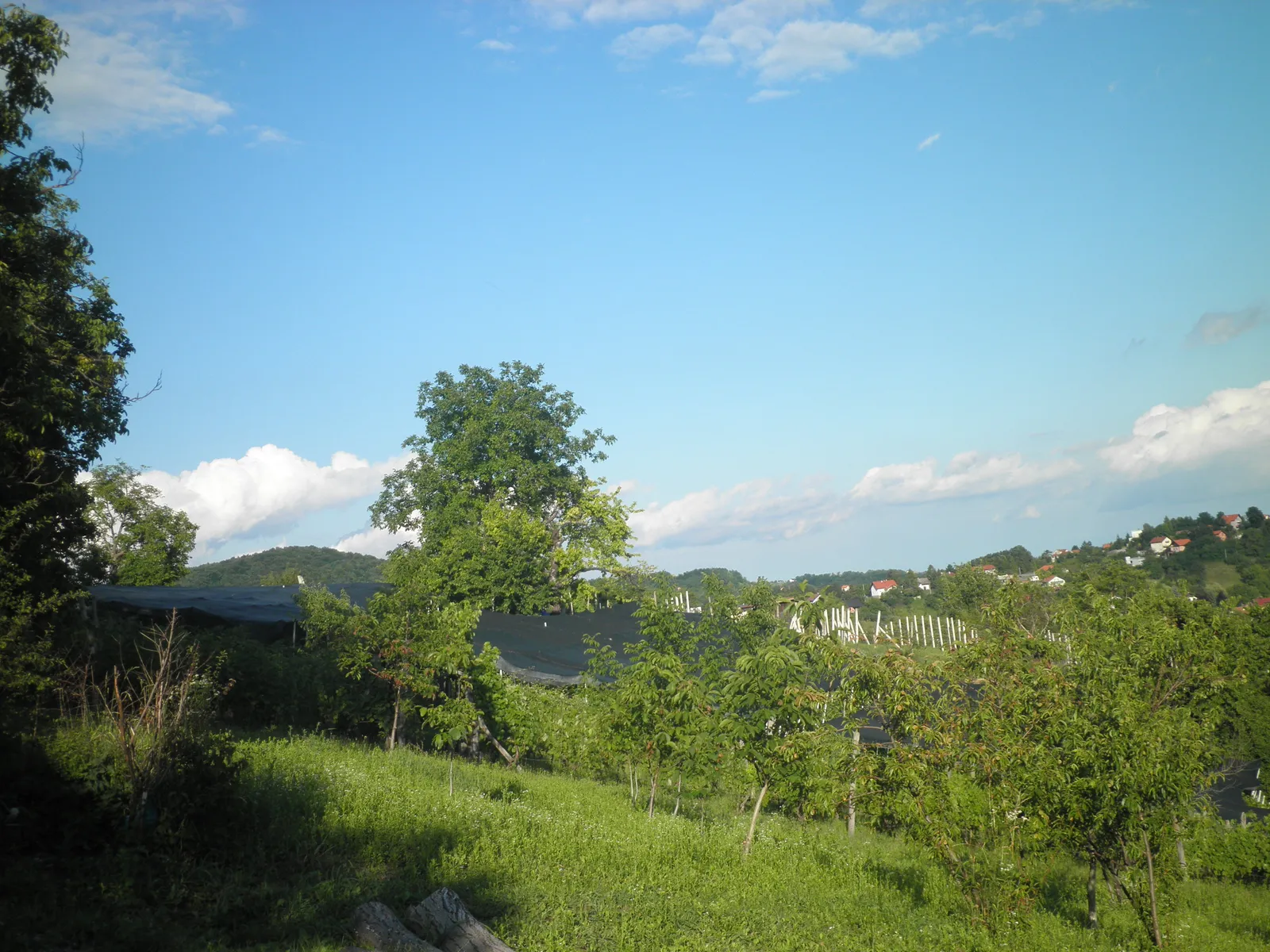 Image 2229313 (auto)