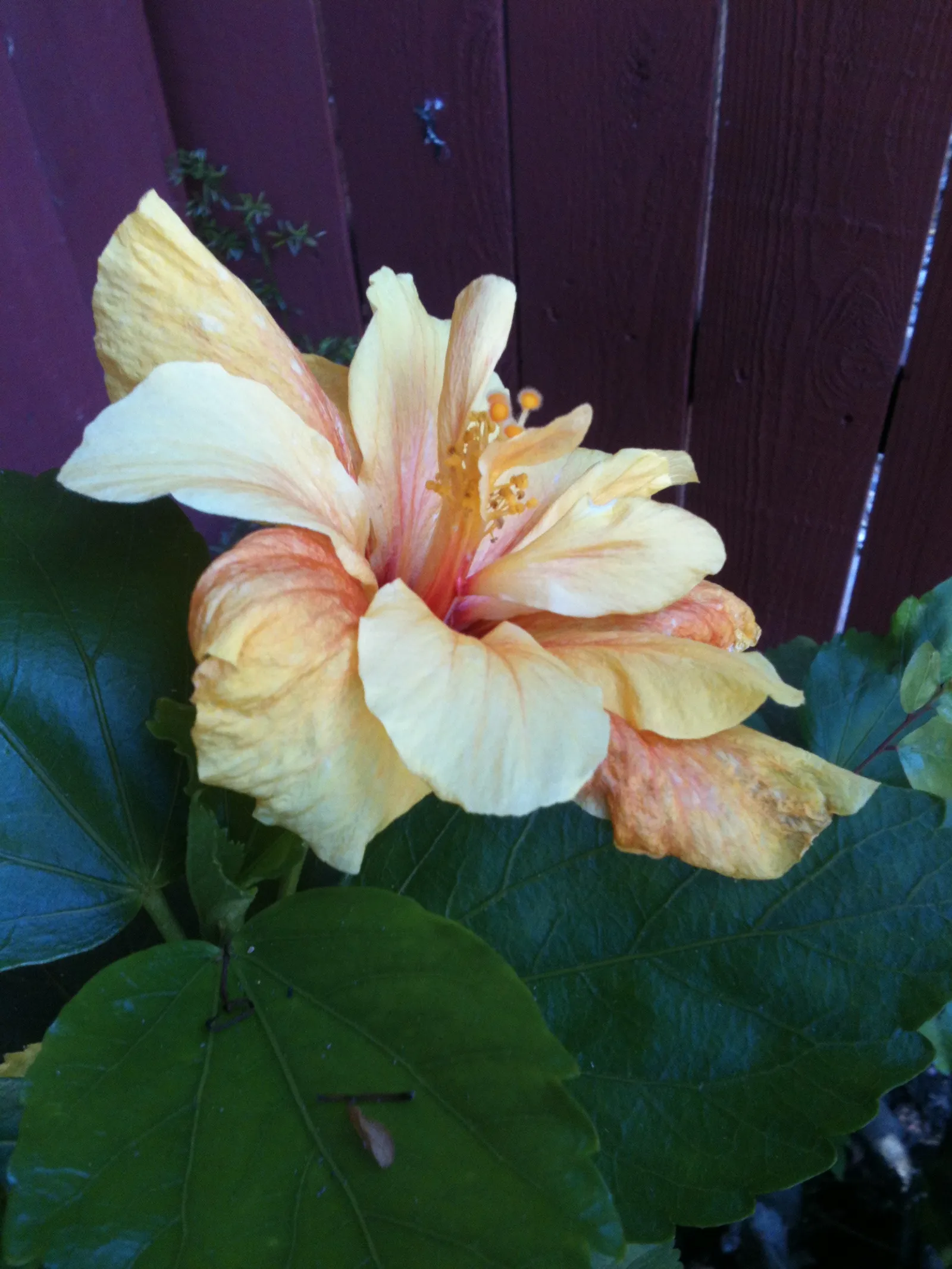 Image 1095027 (auto)