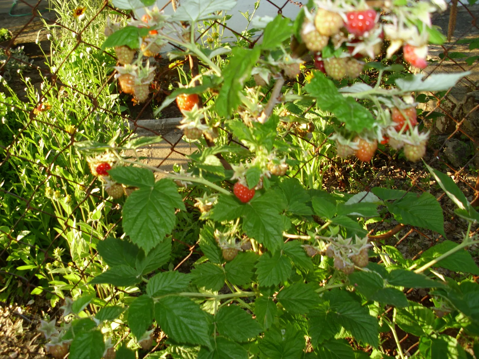 MALINE.......