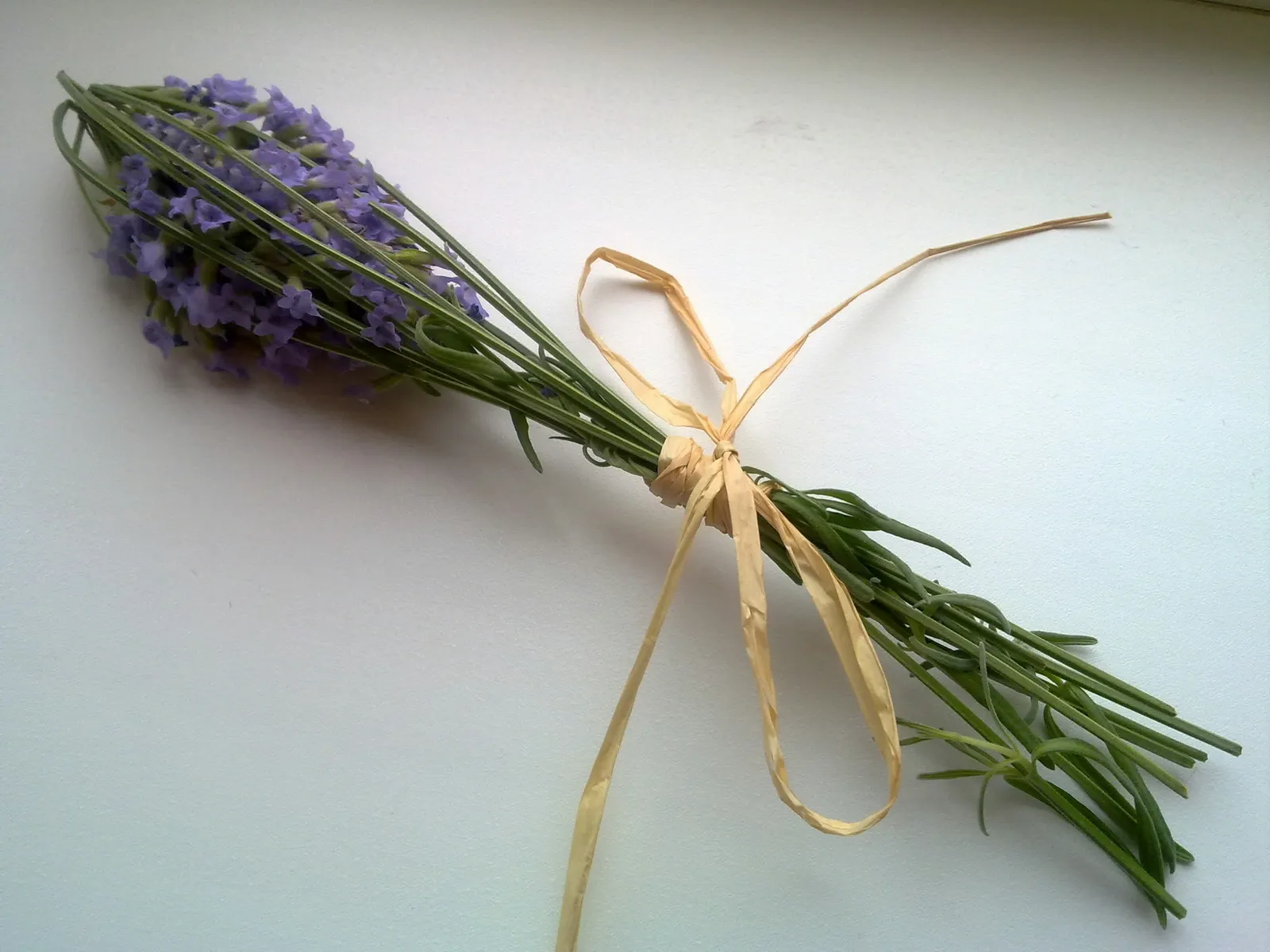 Lavanda (Jelenko79)