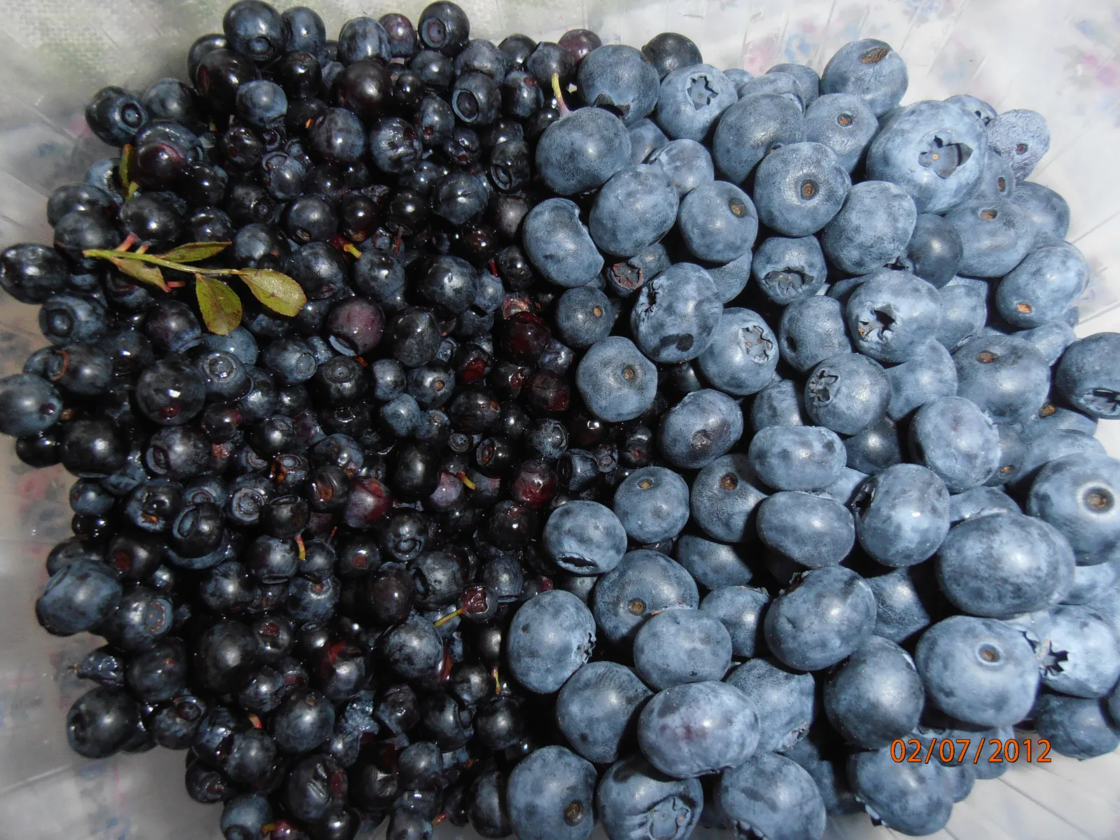 Borovnice za moj RUMTOPF ......