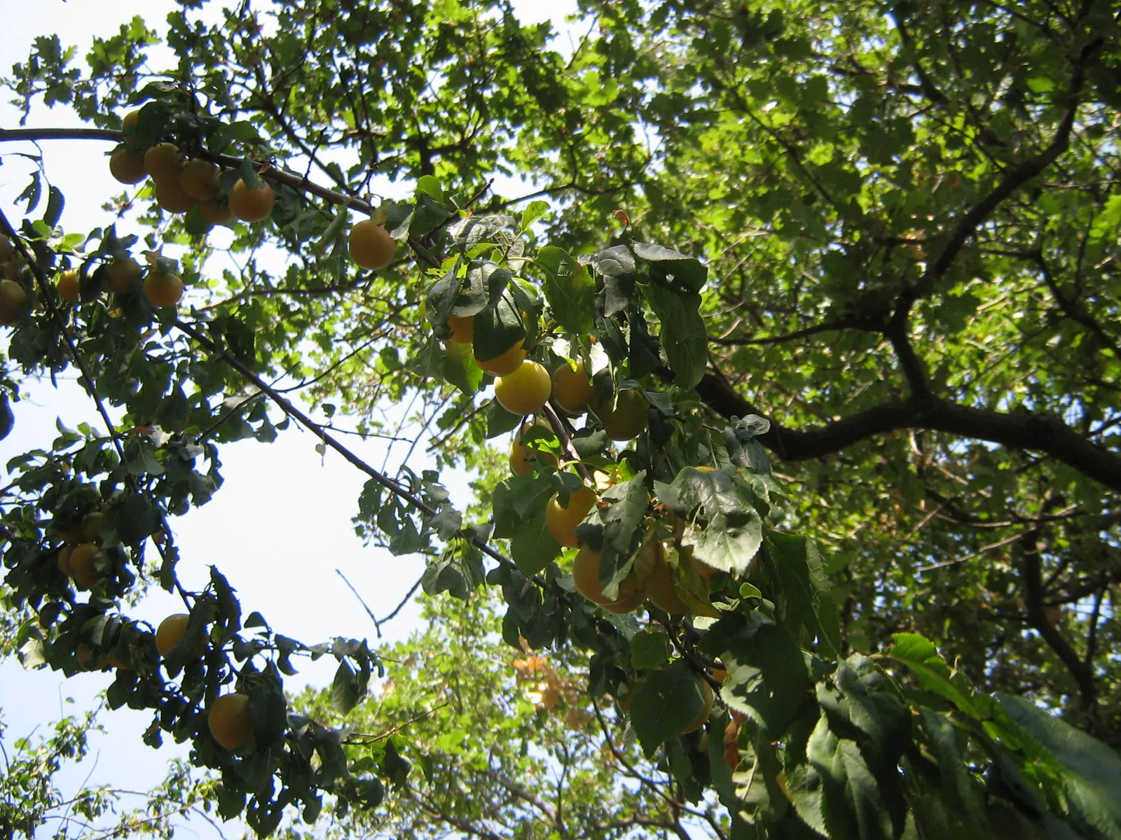 Image 1097691 (auto)