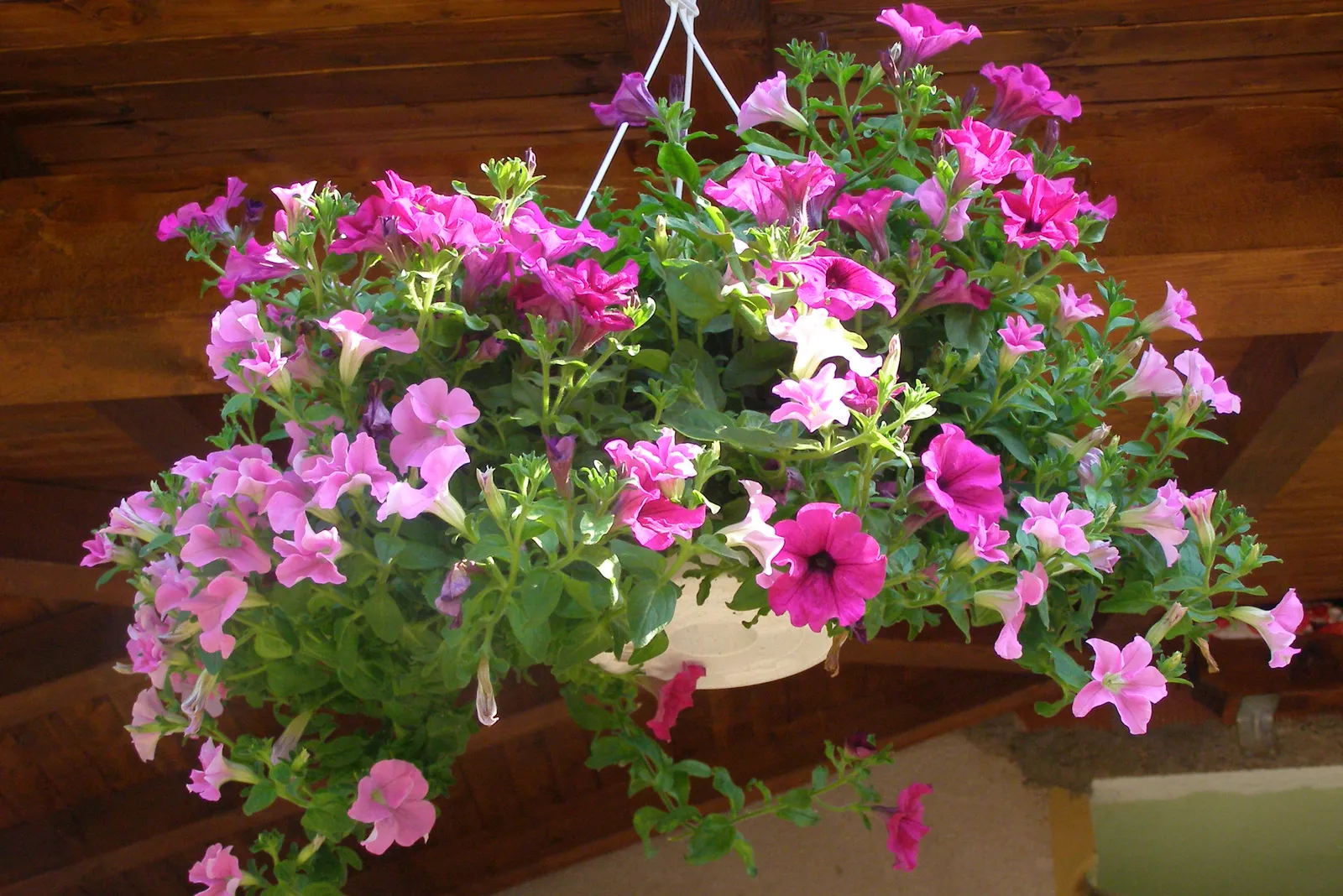 Image 1098107 (auto)