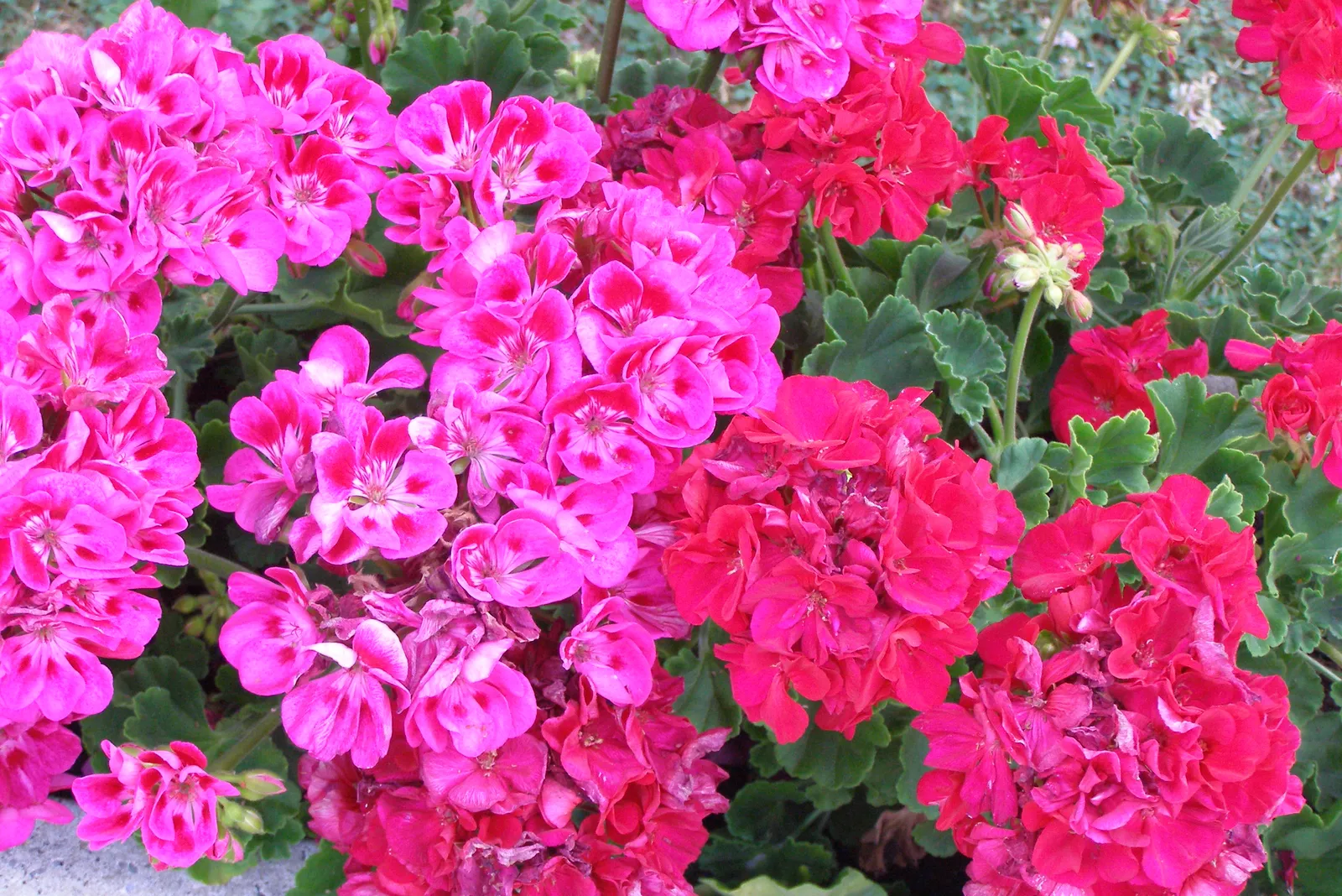 Image 1098137 (auto)