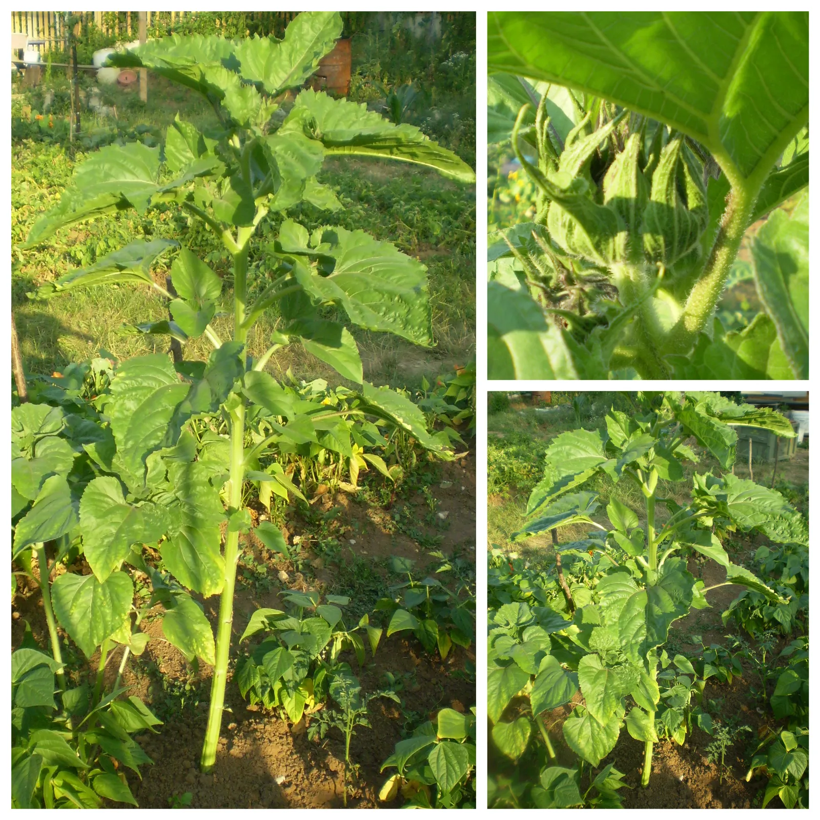 Suncokreti