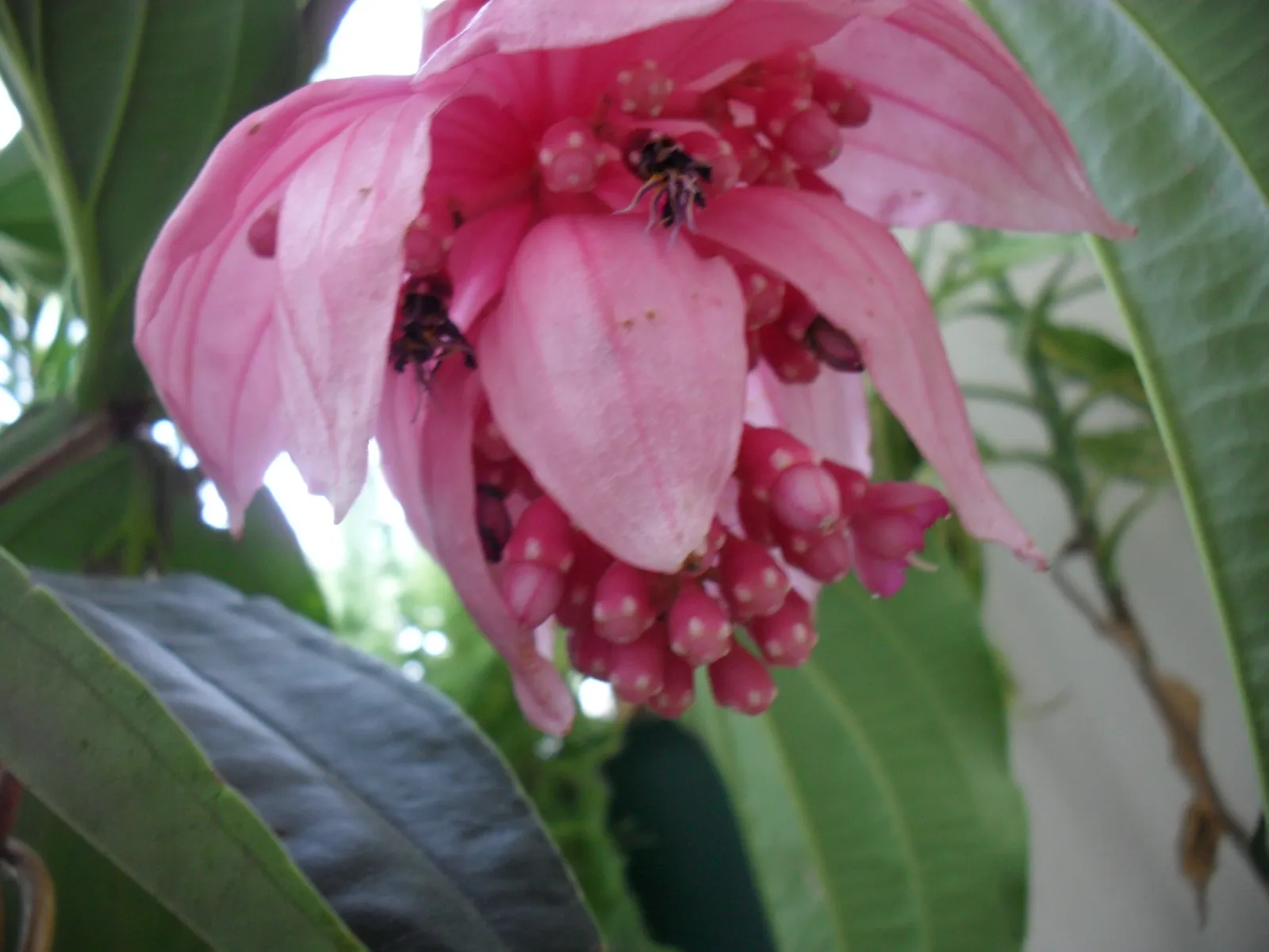 Medinilla magnifica -