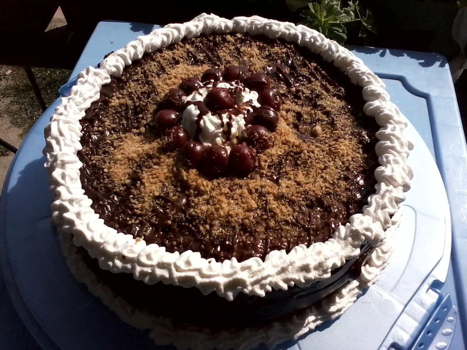 tortica...