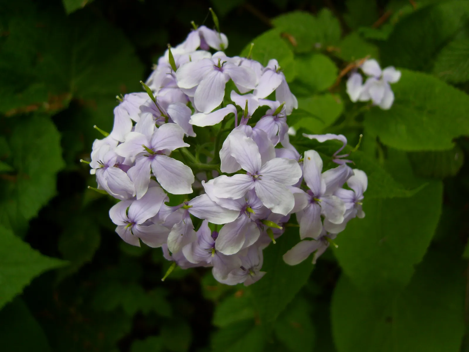 Image 1104377 (auto)