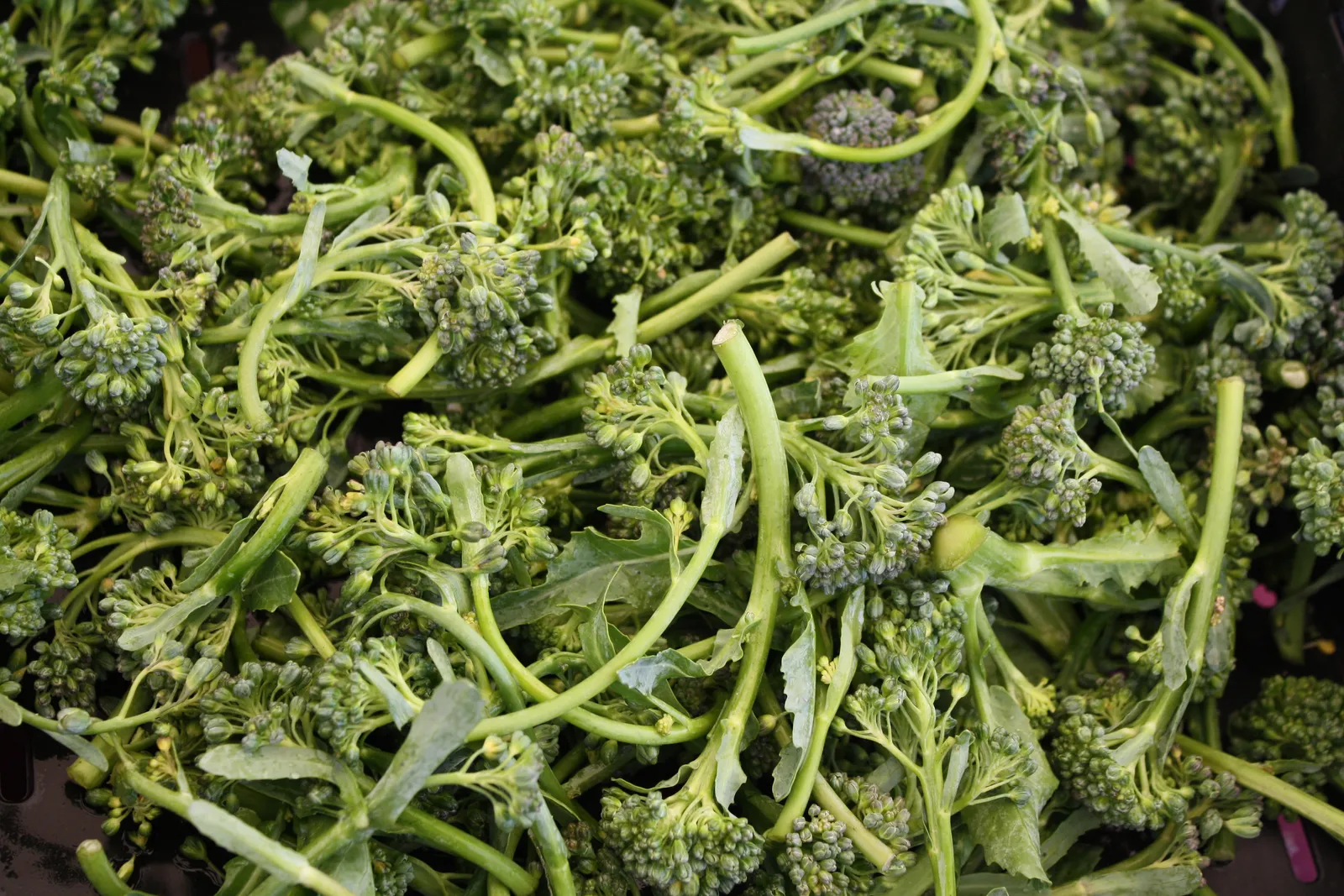 Mladi broccolli,,,, ne vidja se ovo tako cesto