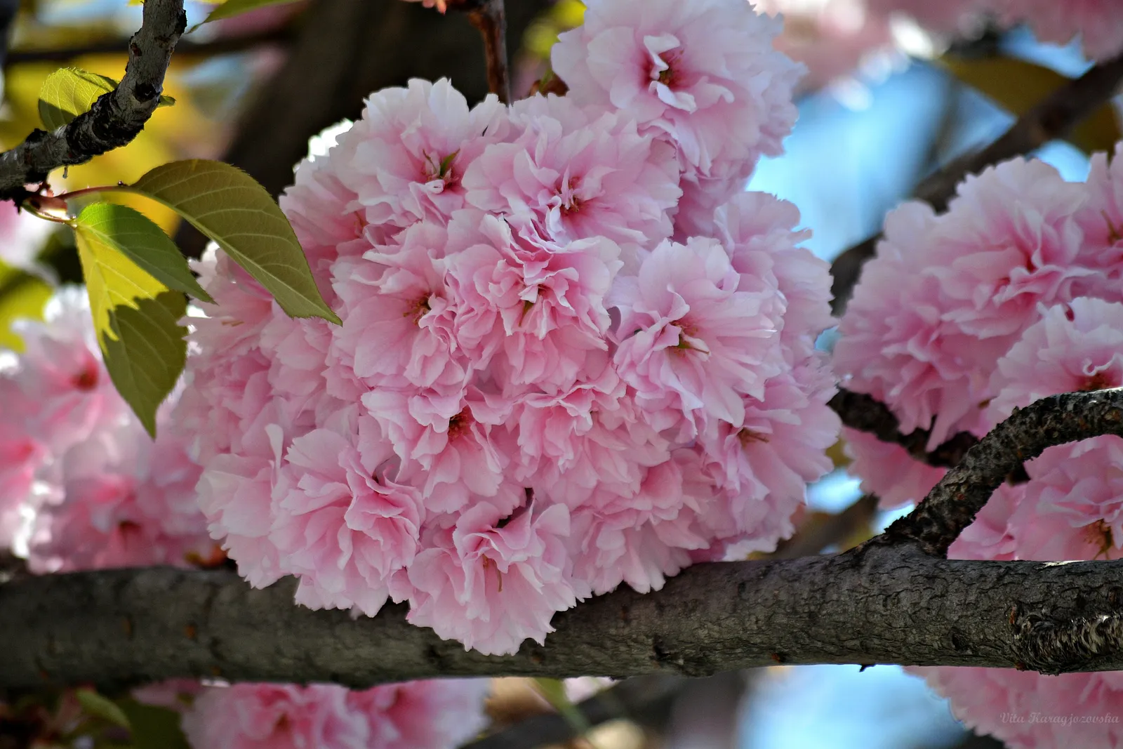 japonska cresa