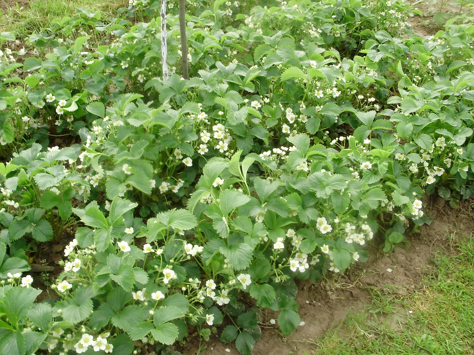 jagode