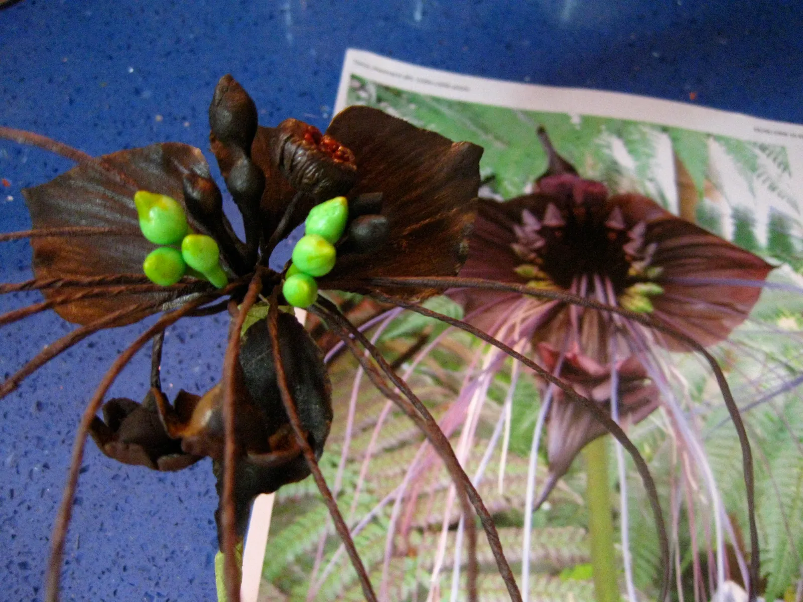Tacca chantrieri