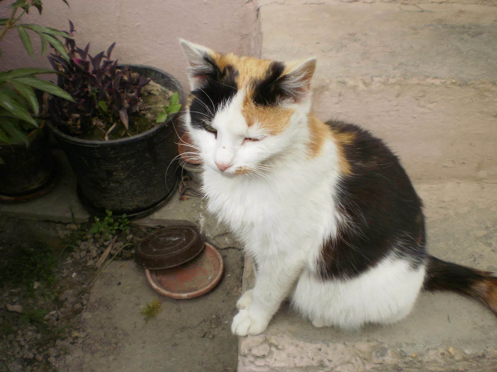 Image 1424703 (auto)