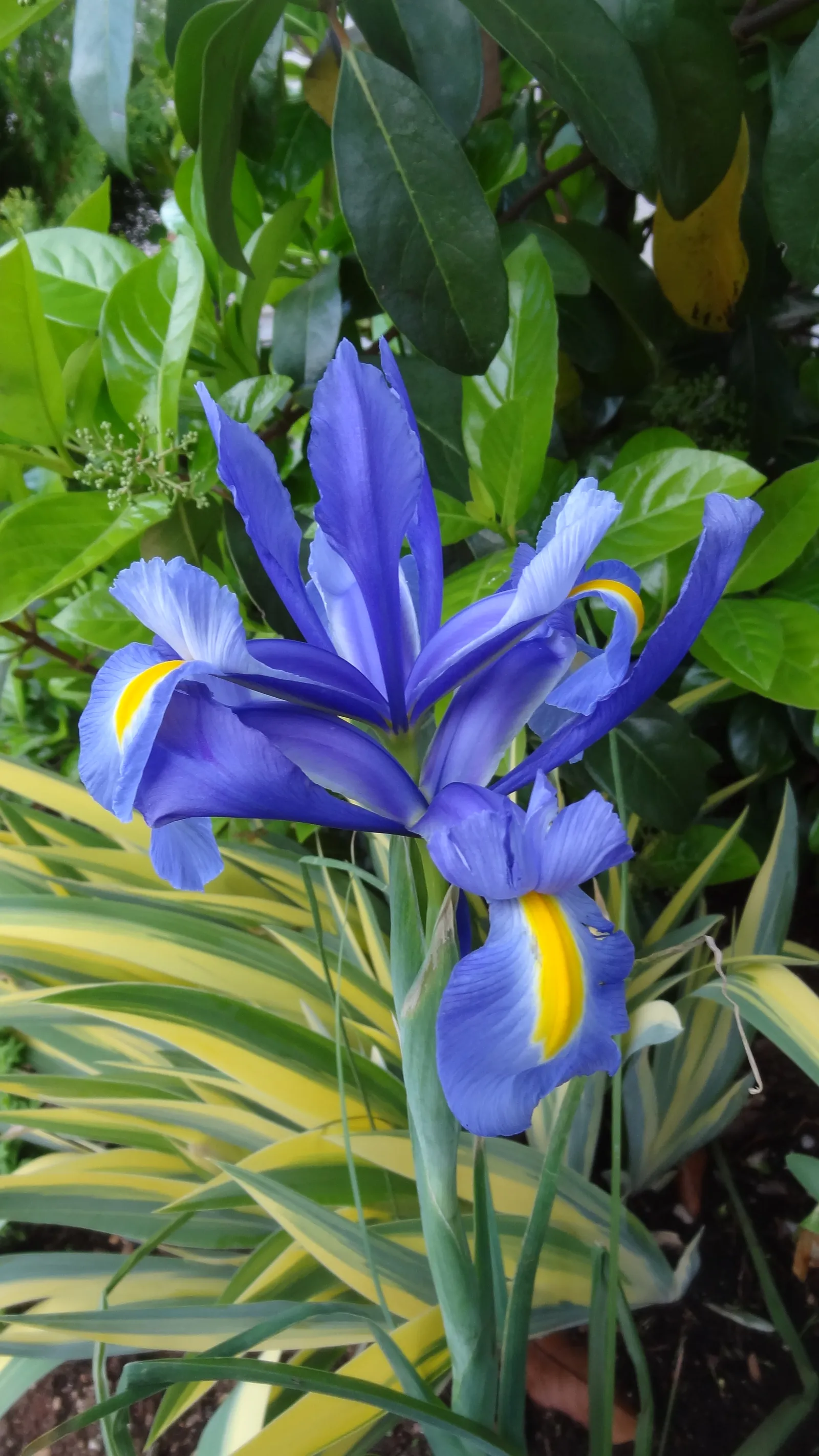 iris ;)