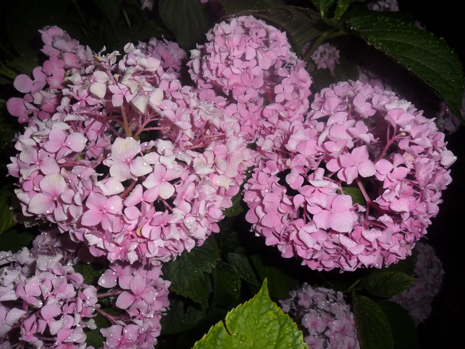 Image 1113085 (auto)