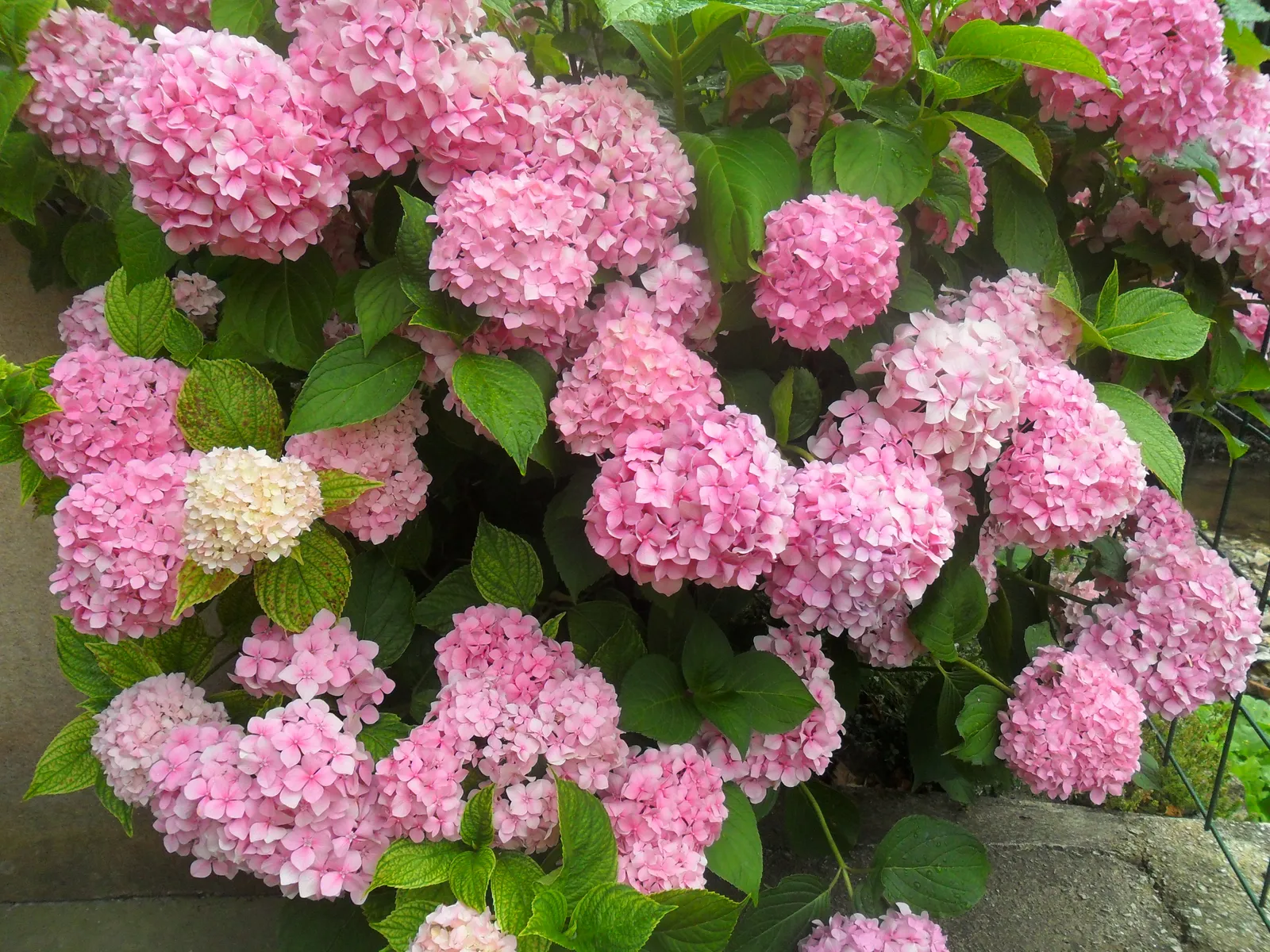 Image 1114675 (auto)