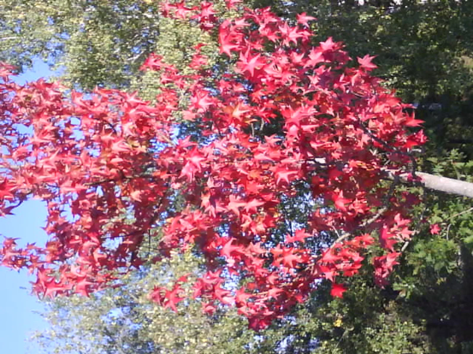 Image 1430159 (auto)