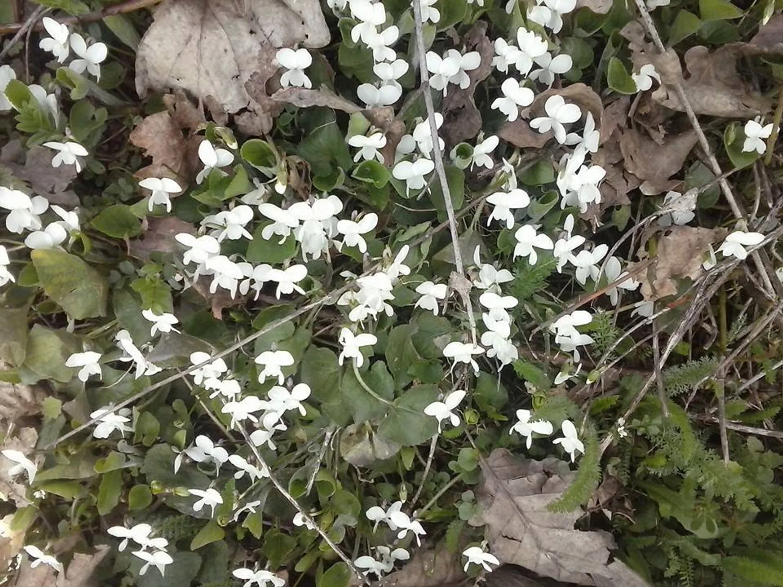 Image 2661893 (auto)