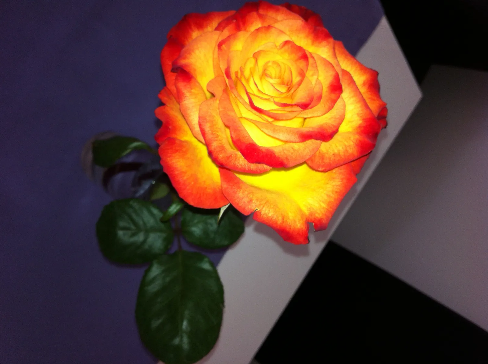 Image 1121315 (auto)