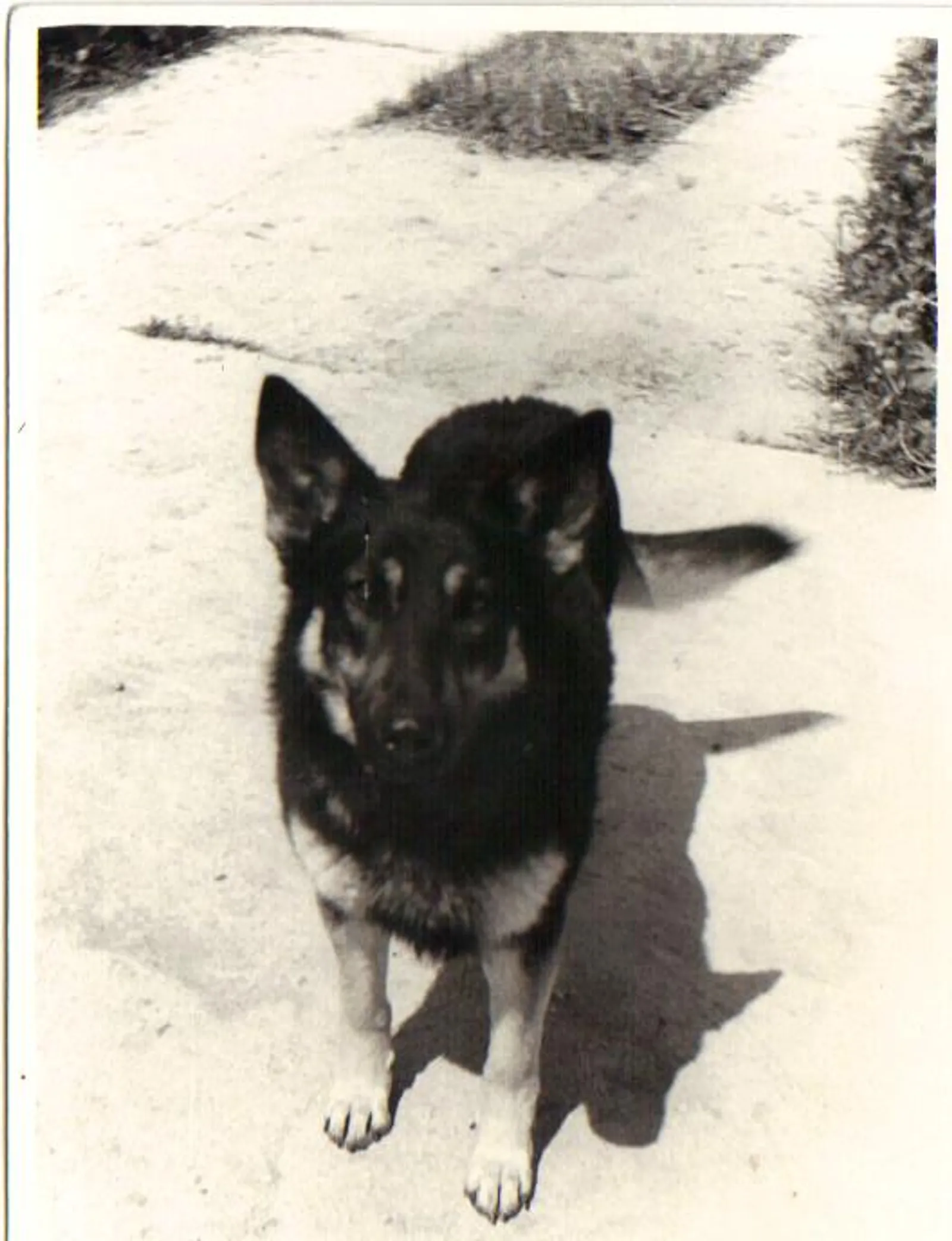 Dina