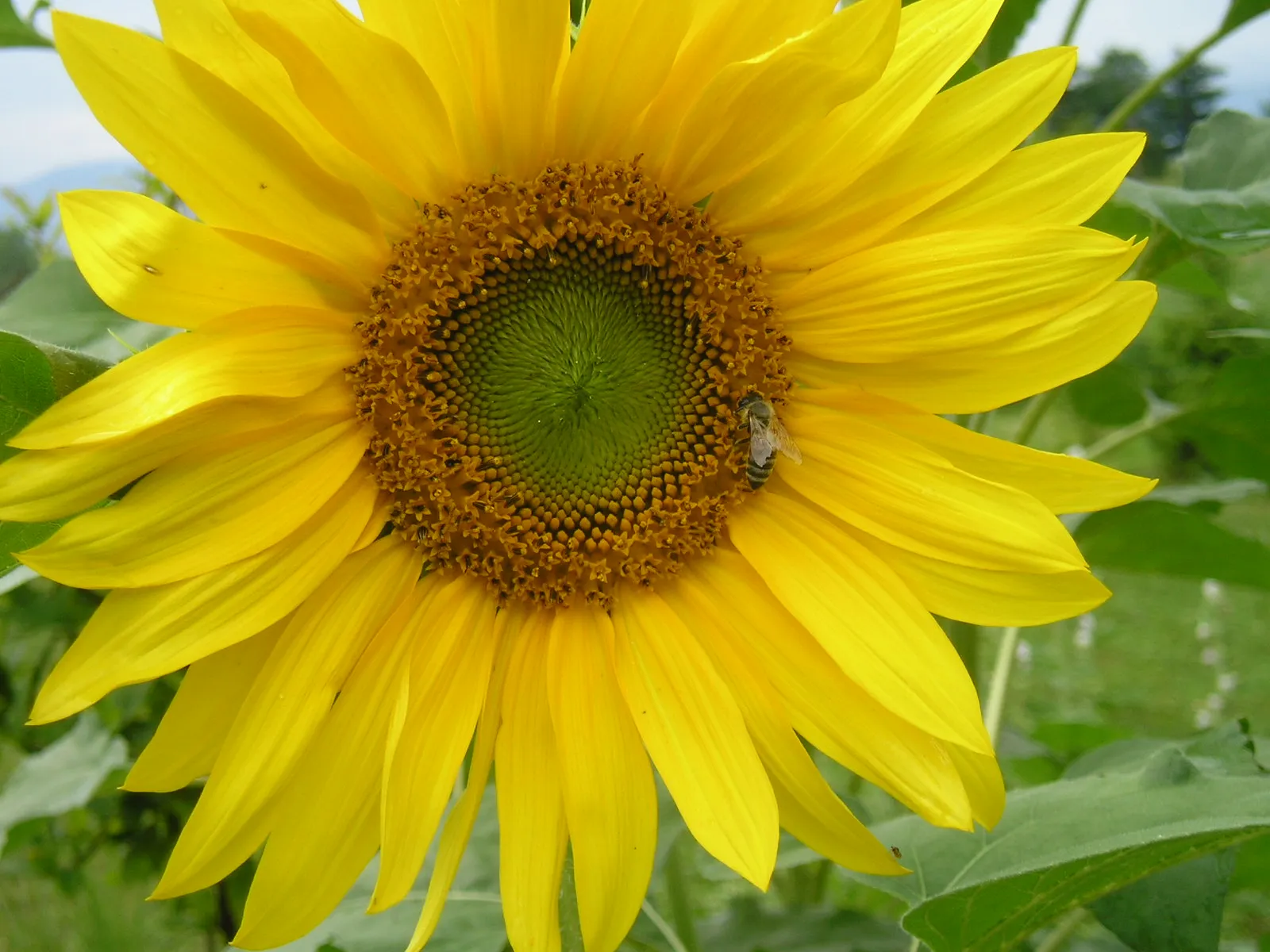 Veeeliko sunce