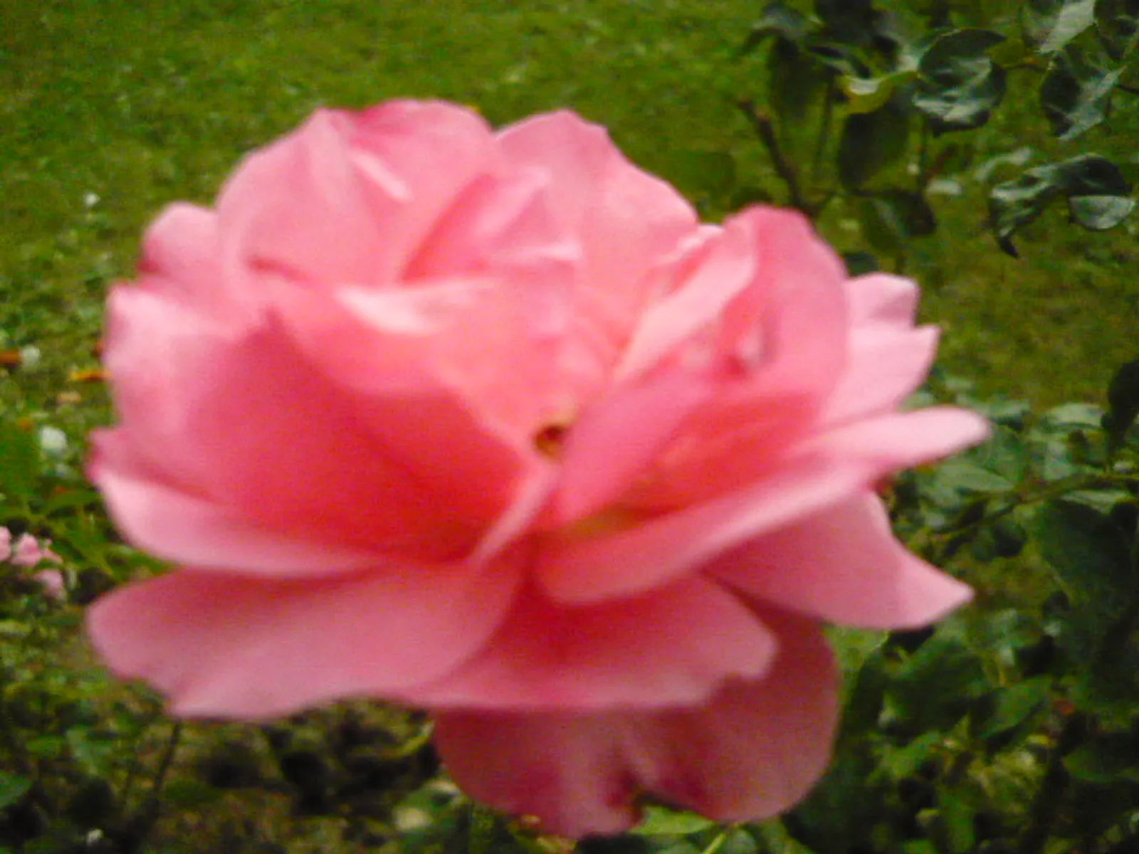 97392338-634c-11eb-bf76-0242ac120046