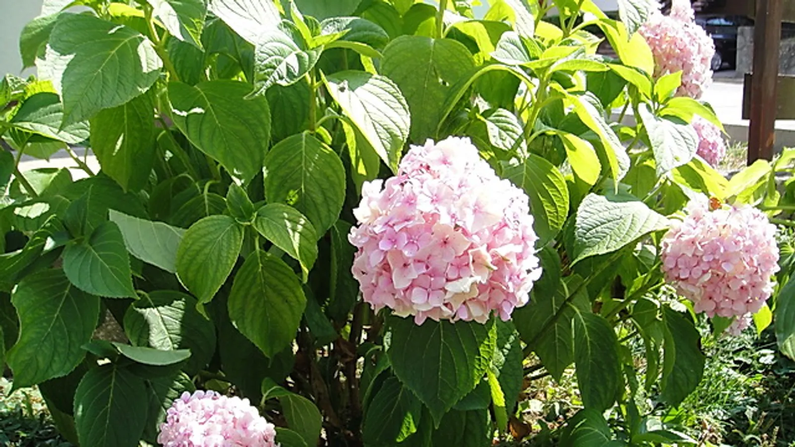 Moje cvijeće