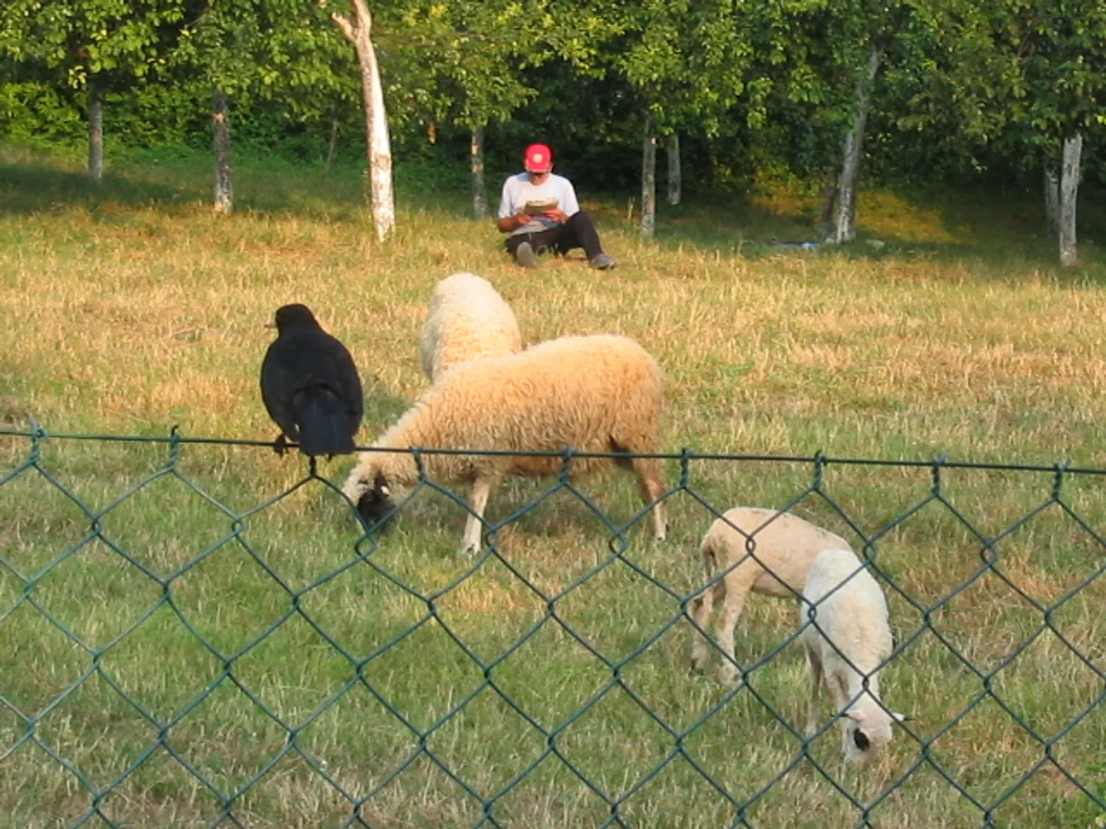 Čobani ;))