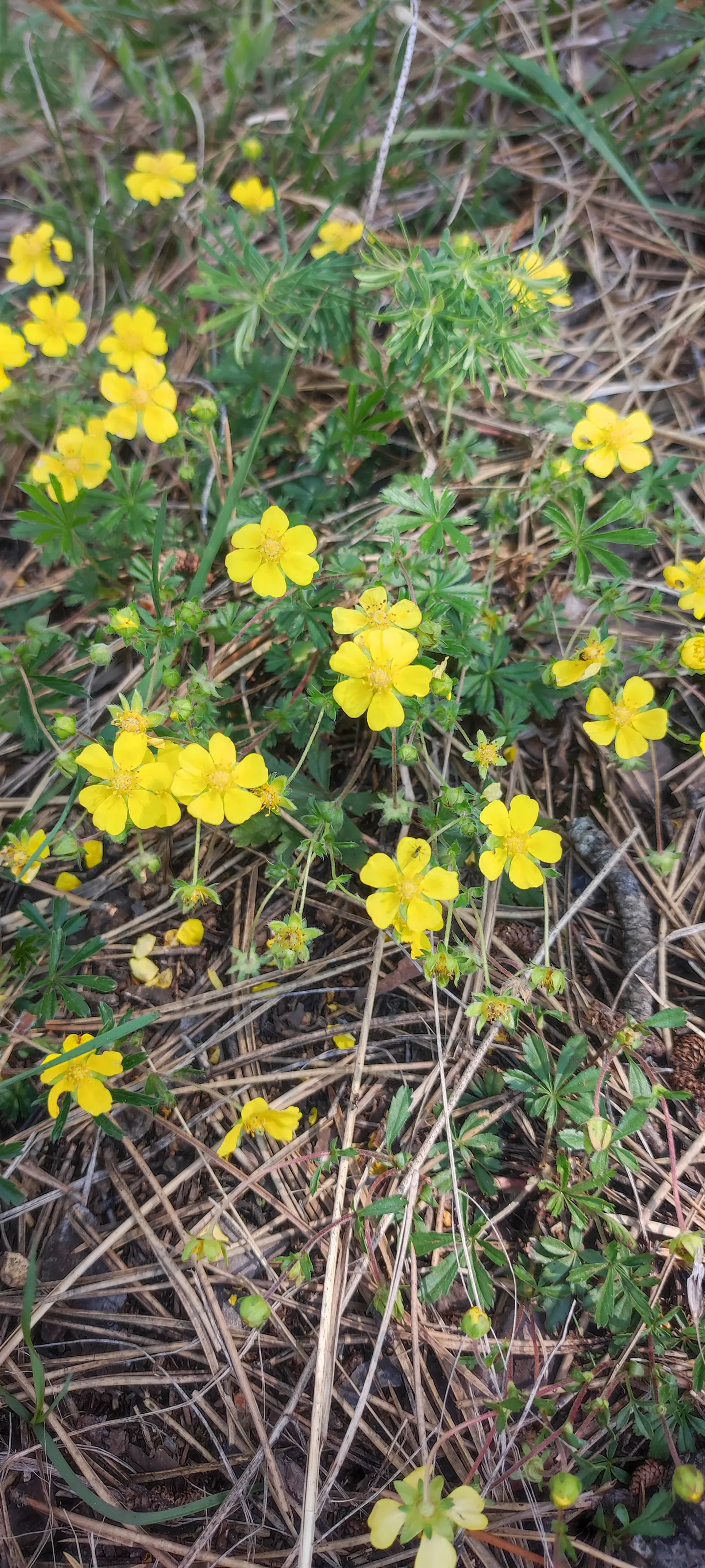 🌼