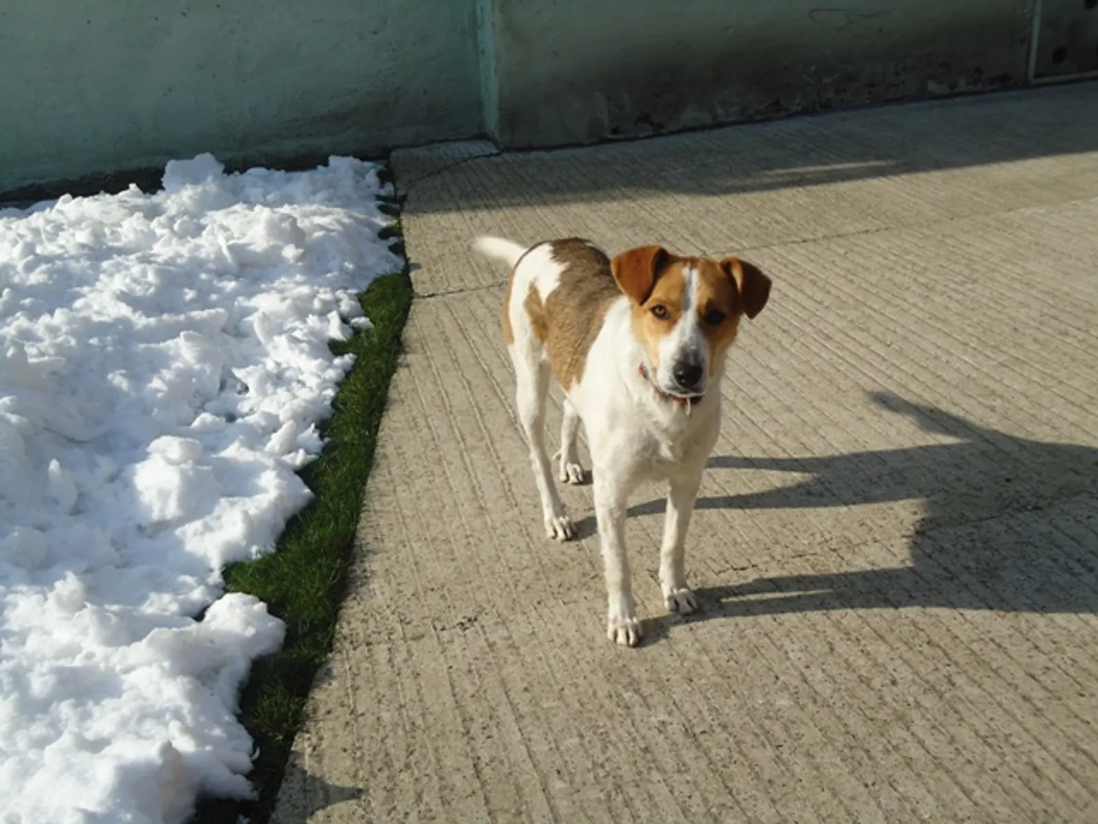 Lucy