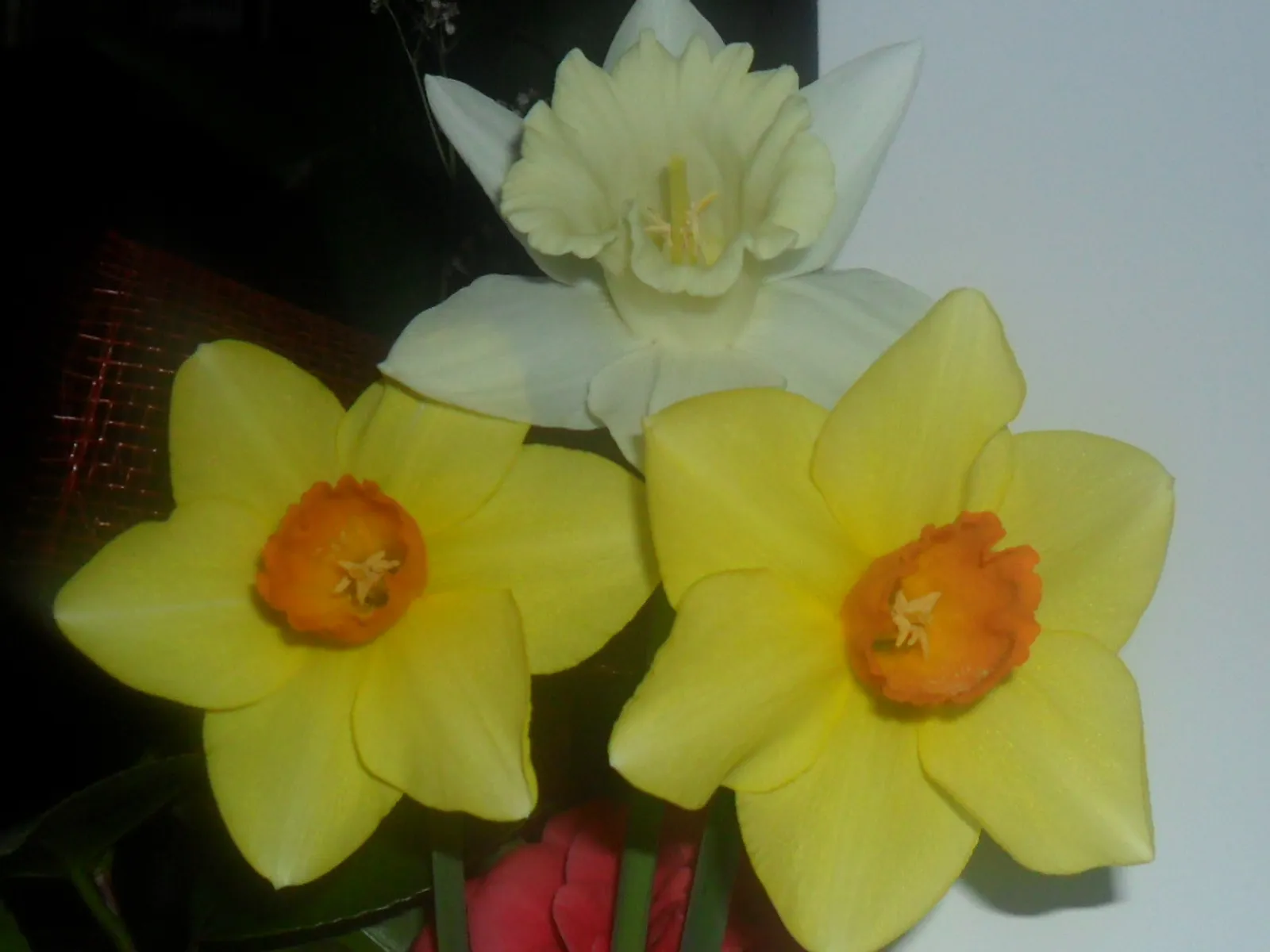 Narcisi