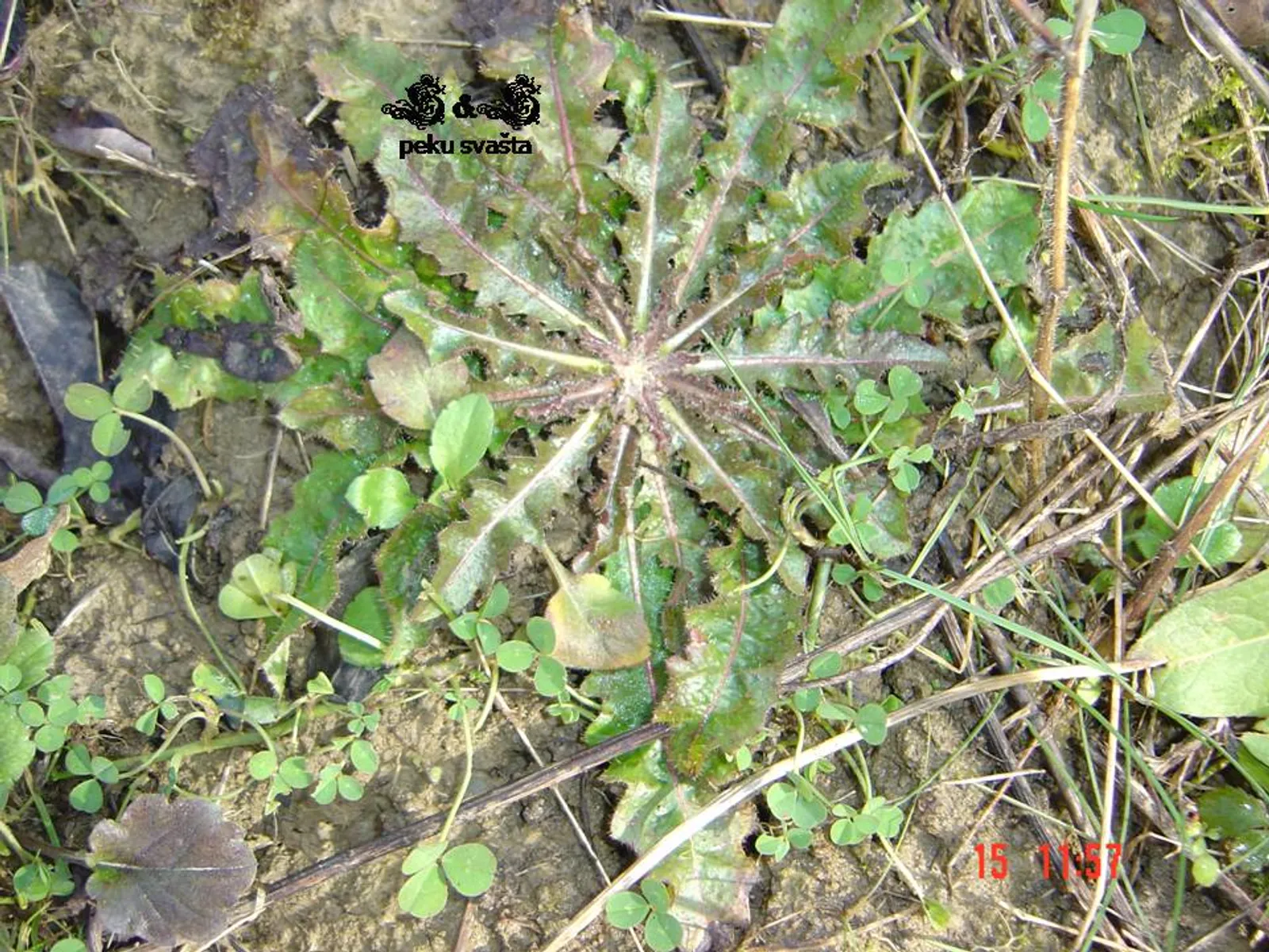 Image 1812677 (auto)