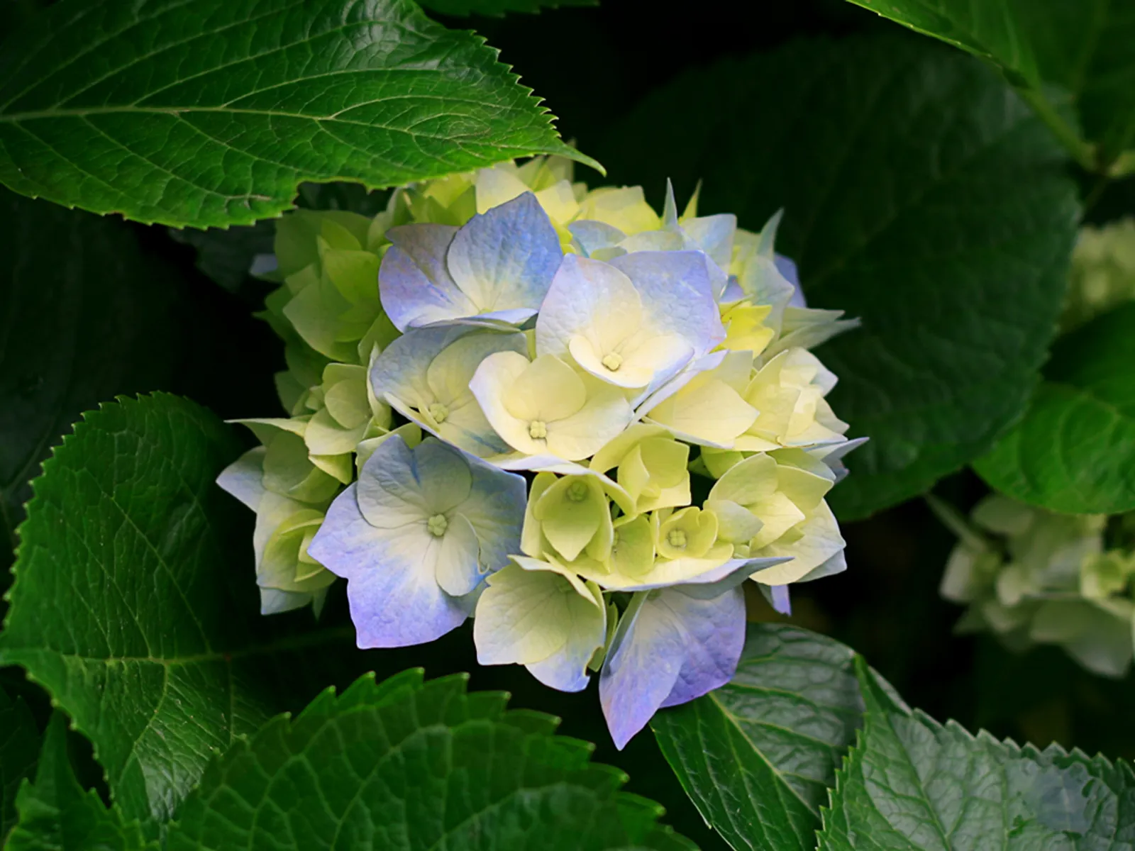 Image 1453181 (auto)