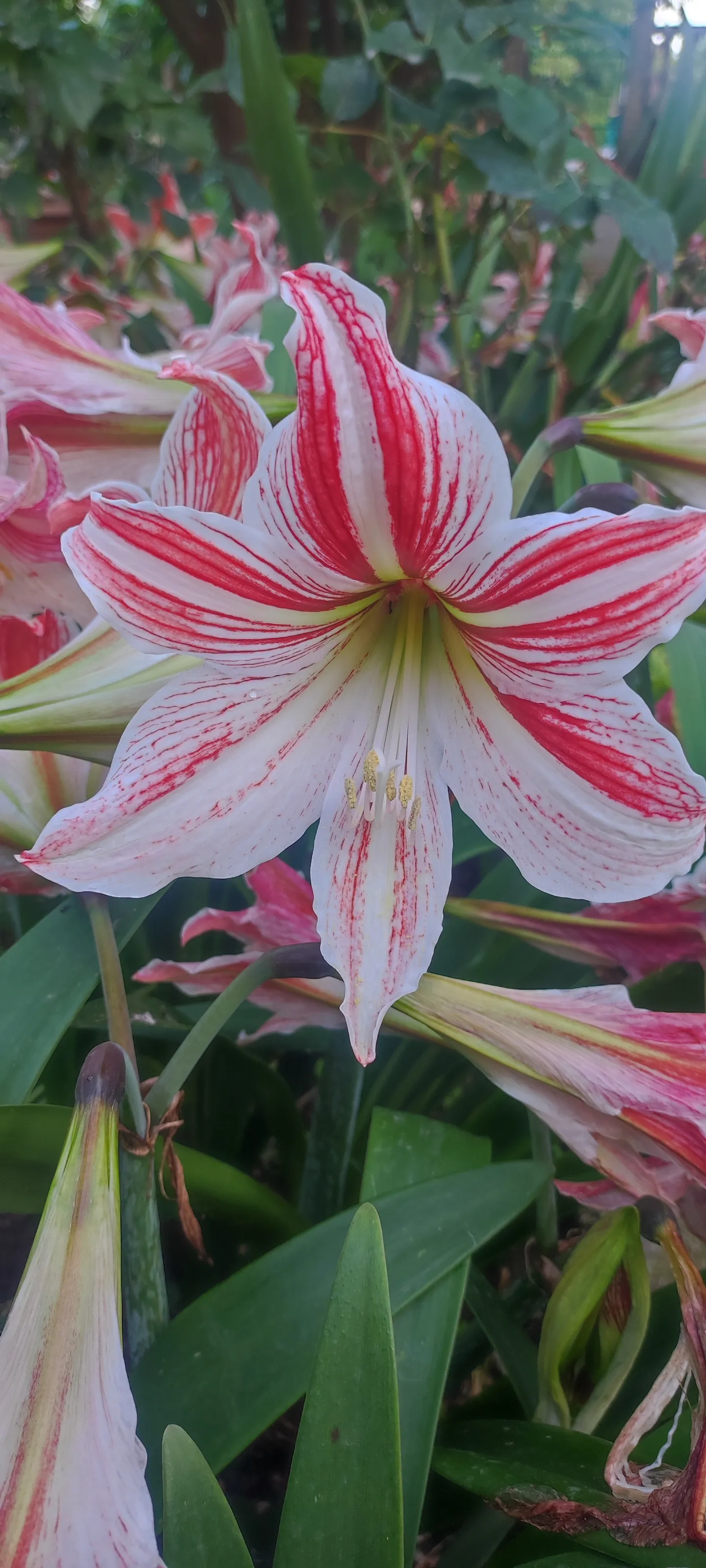 🌺
