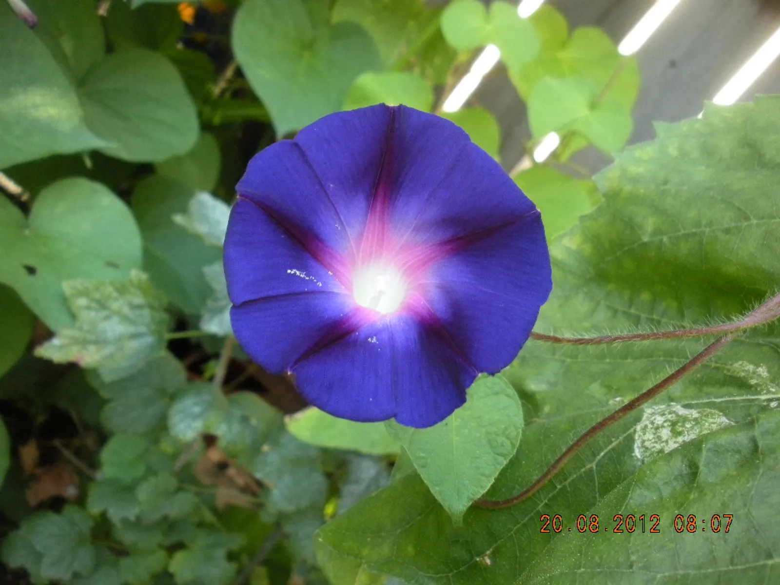 Image 1167857 (auto)
