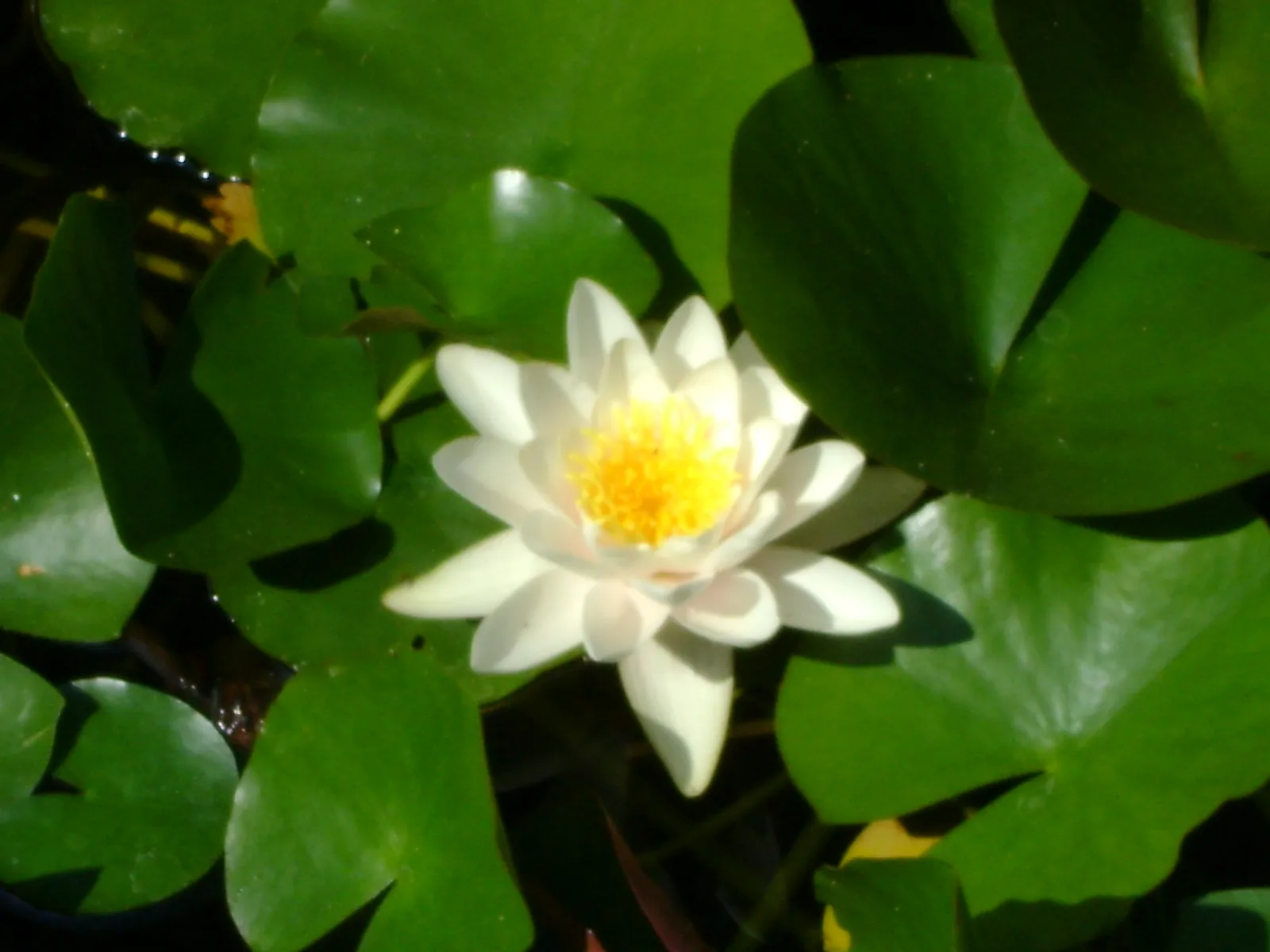 Image 1175461 (auto)