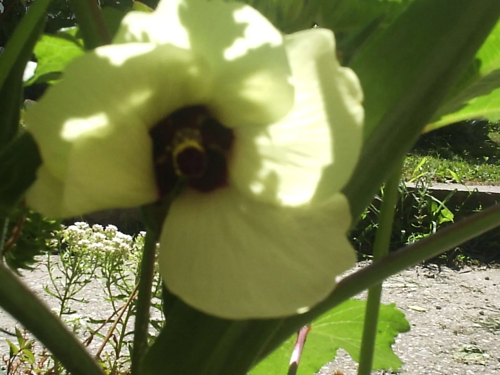 Image 1174957 (auto)
