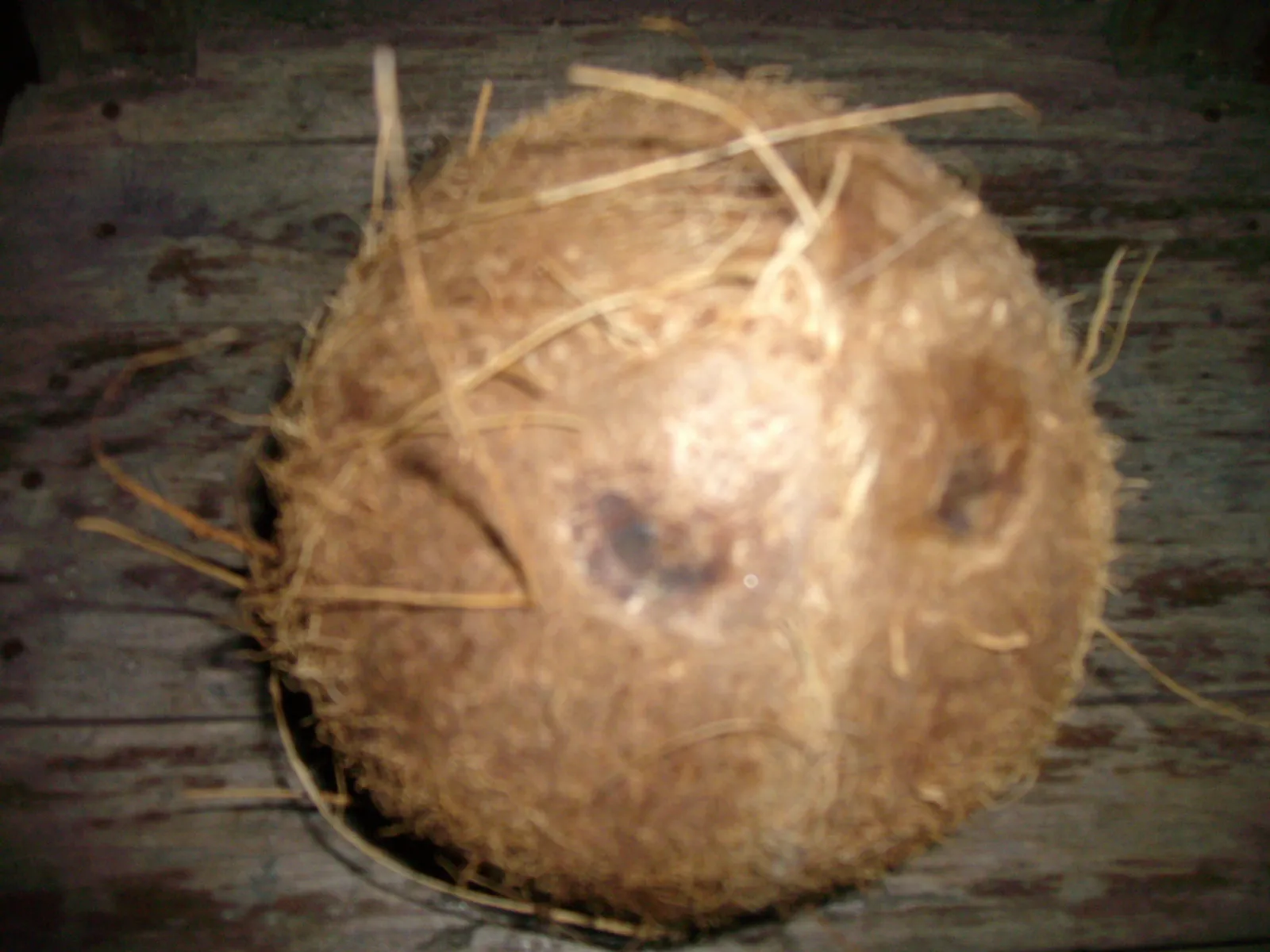 Kokos