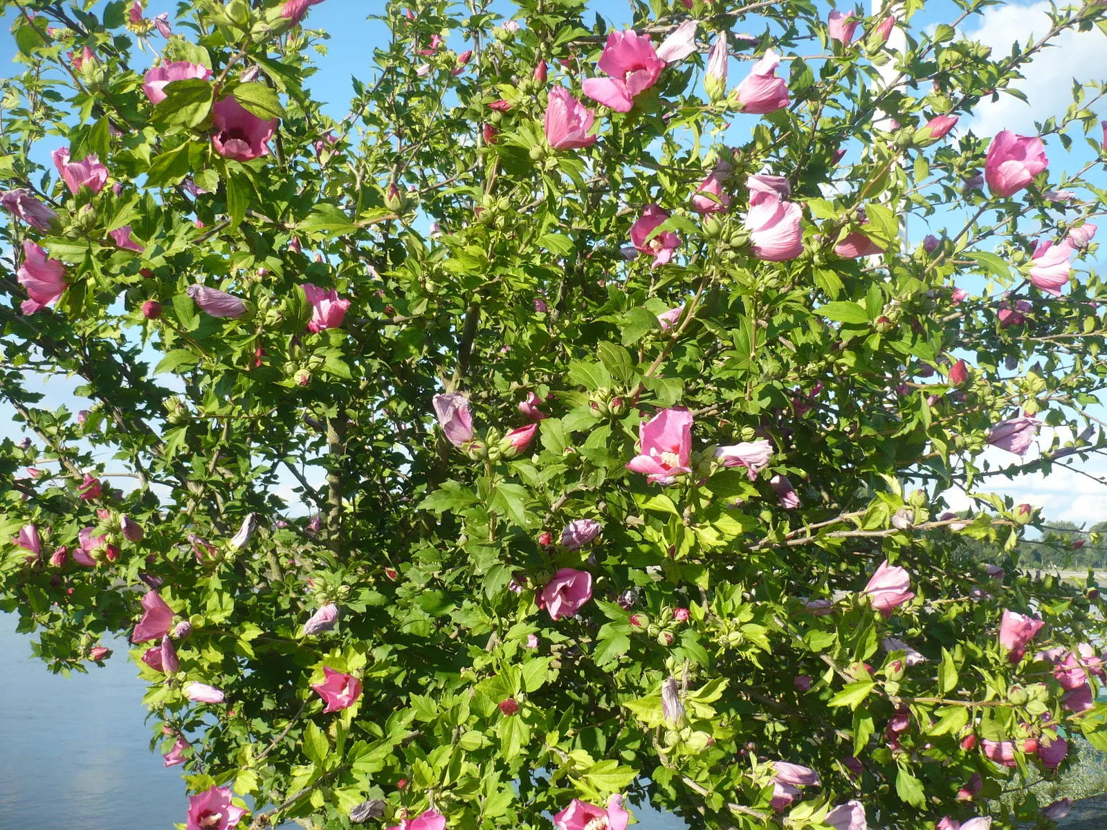 Image 2920924 (auto)