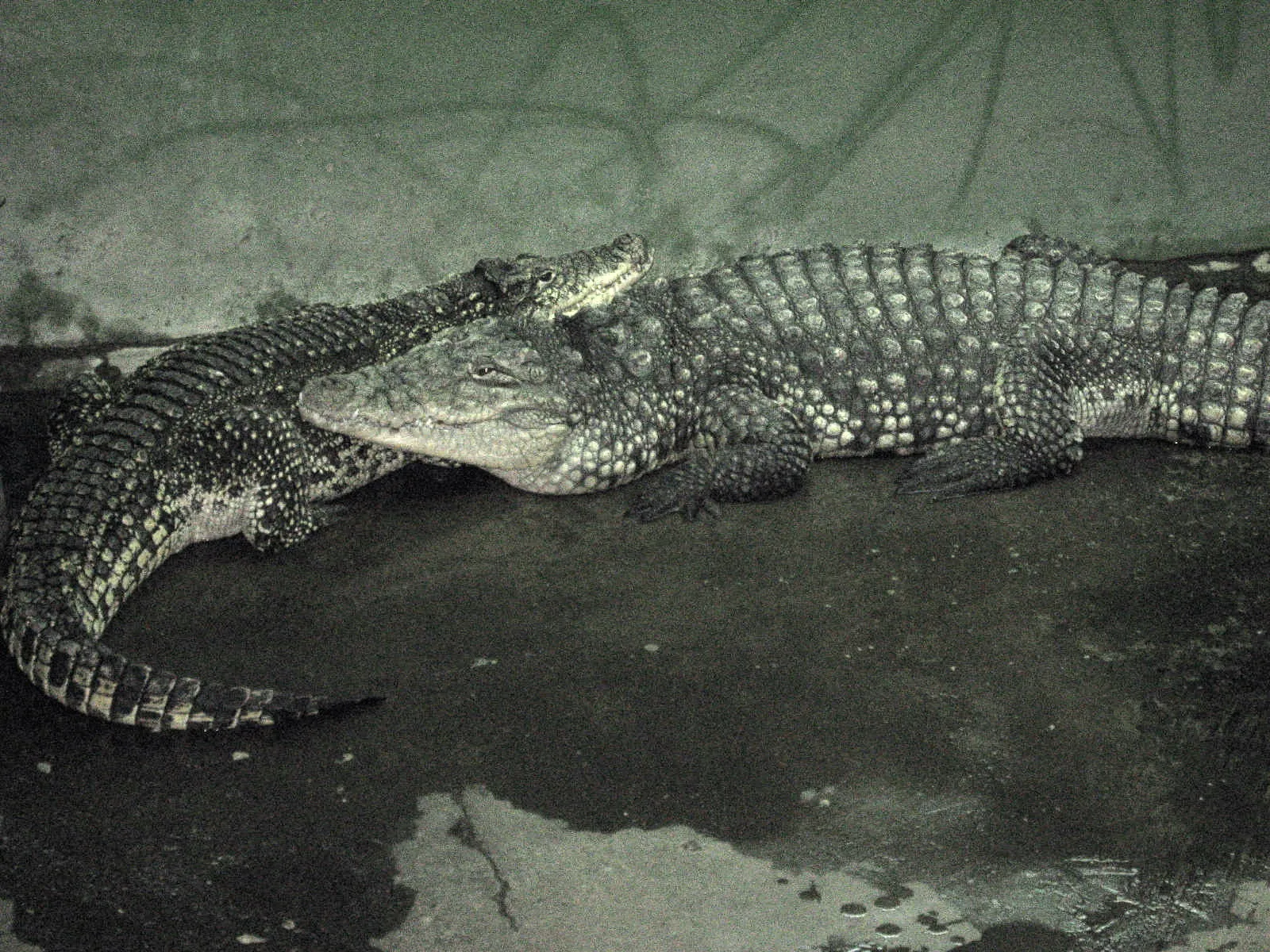 Nilski krokodil
