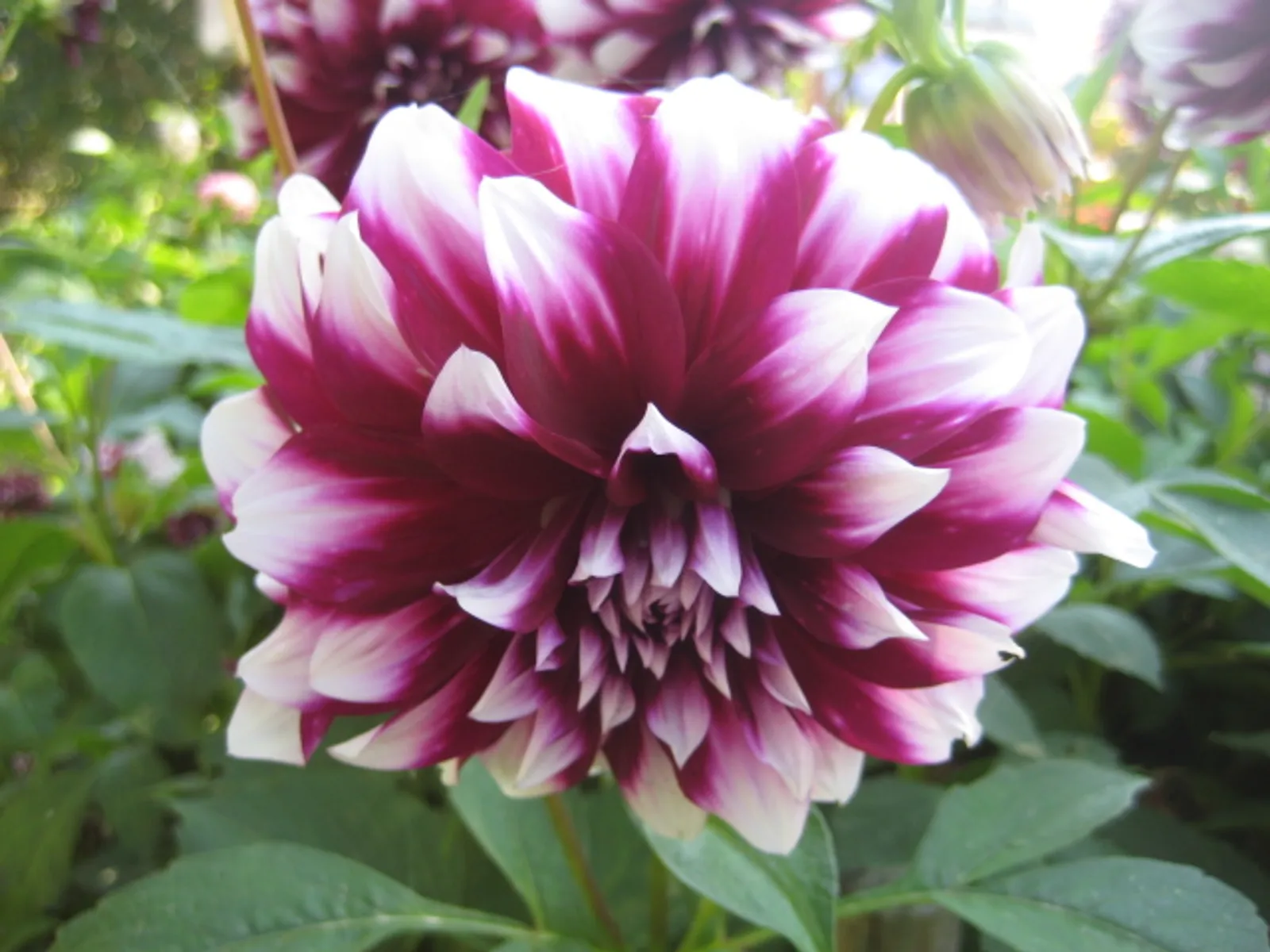 Image 1188527 (auto)