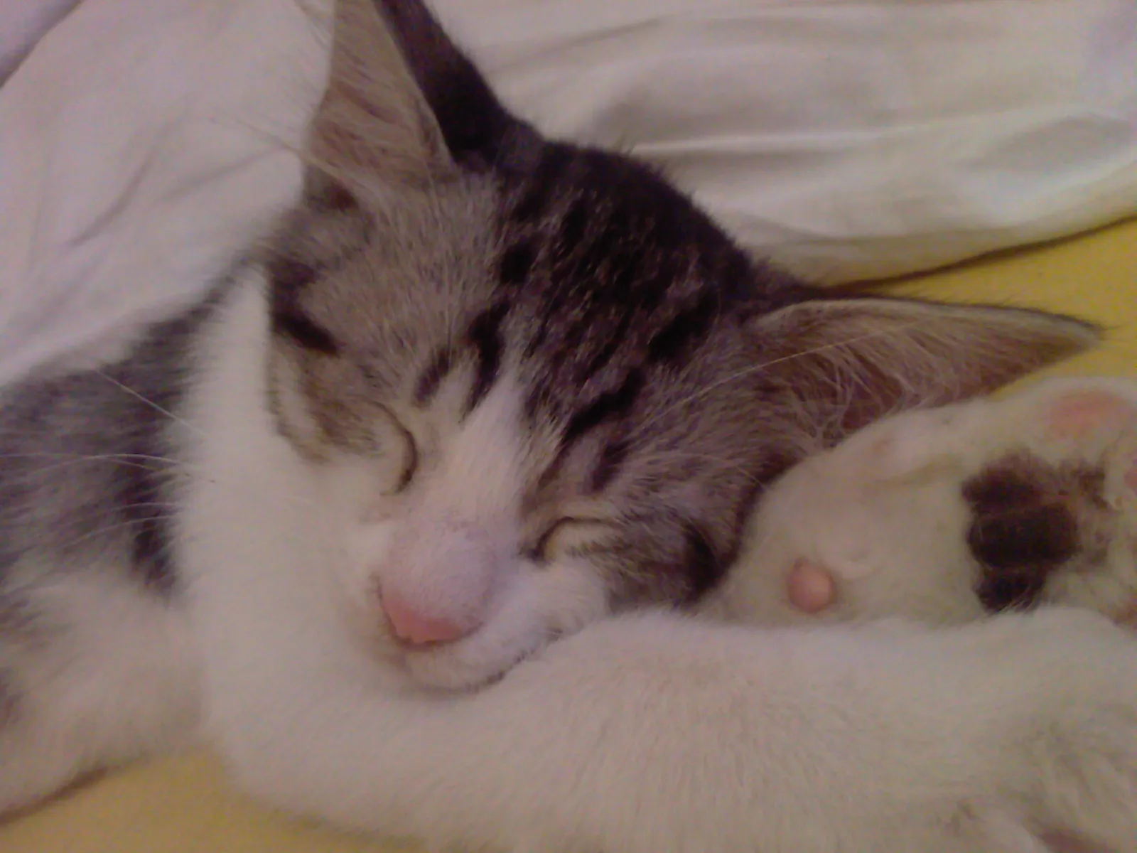 Bobo