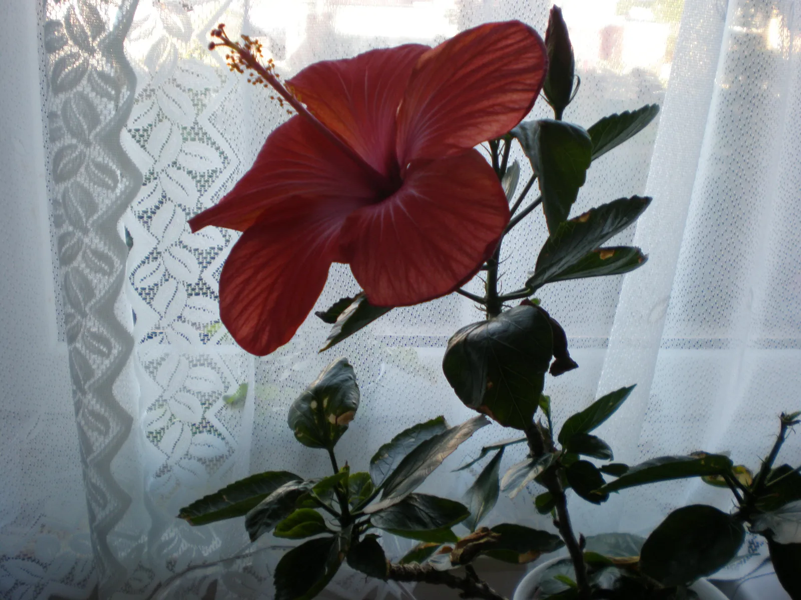 moj hibiskus