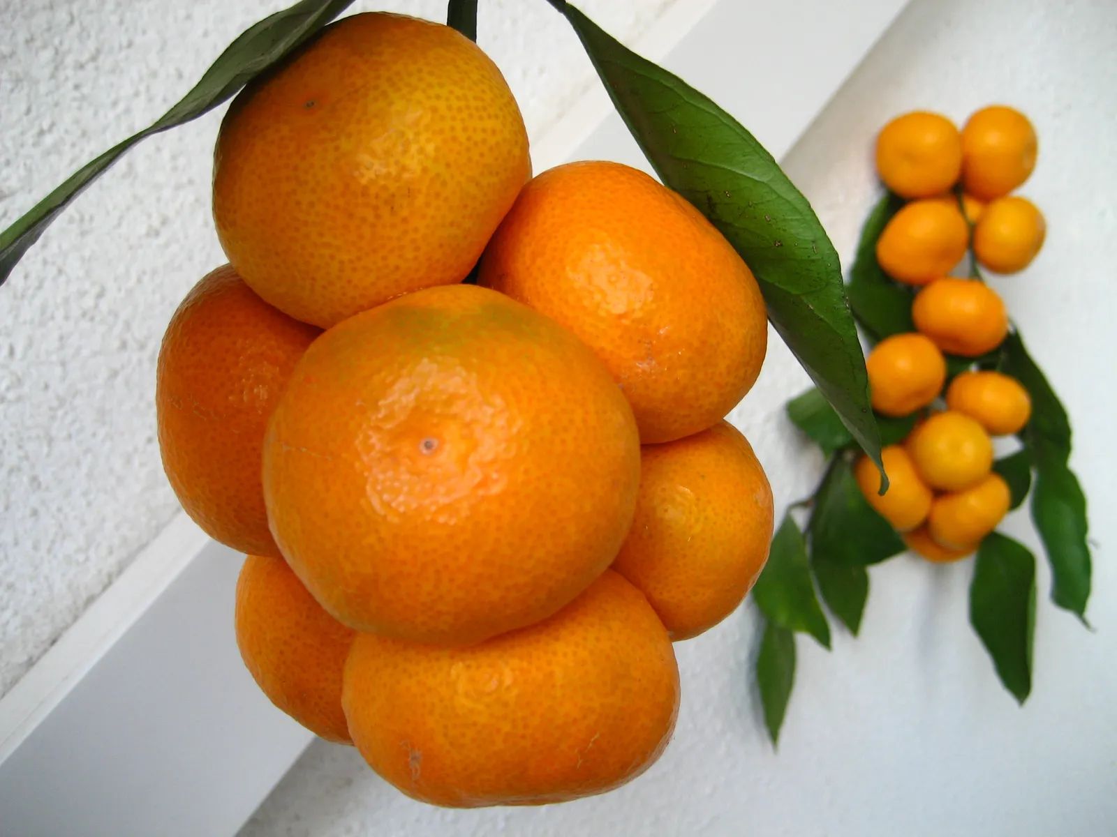 Mandarine u maminom vrtu