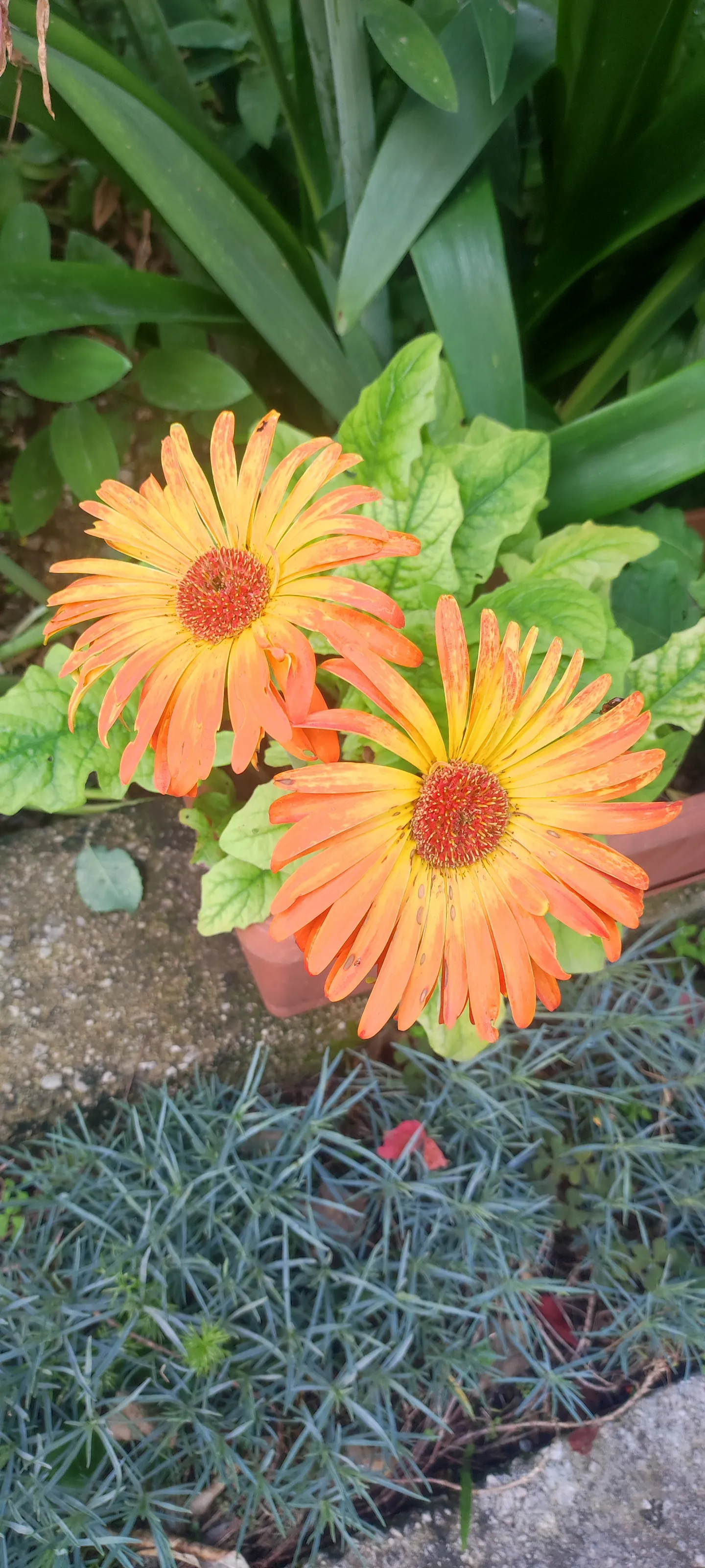 🏵️🏵️