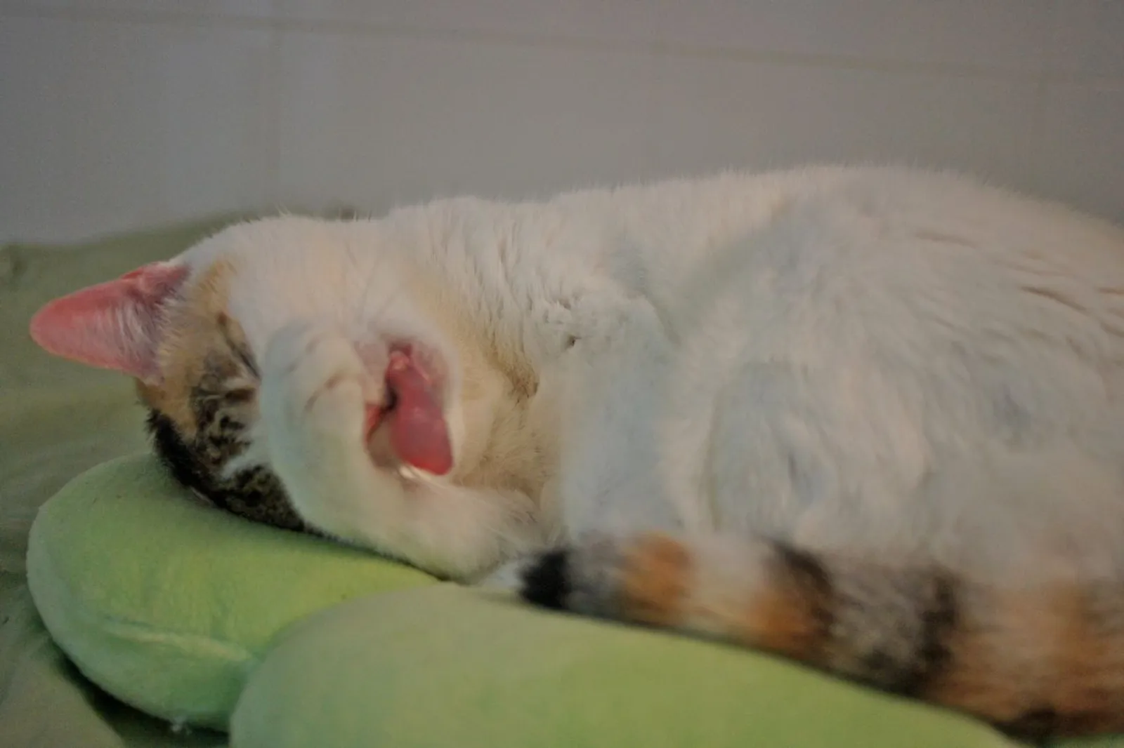 Mitzie