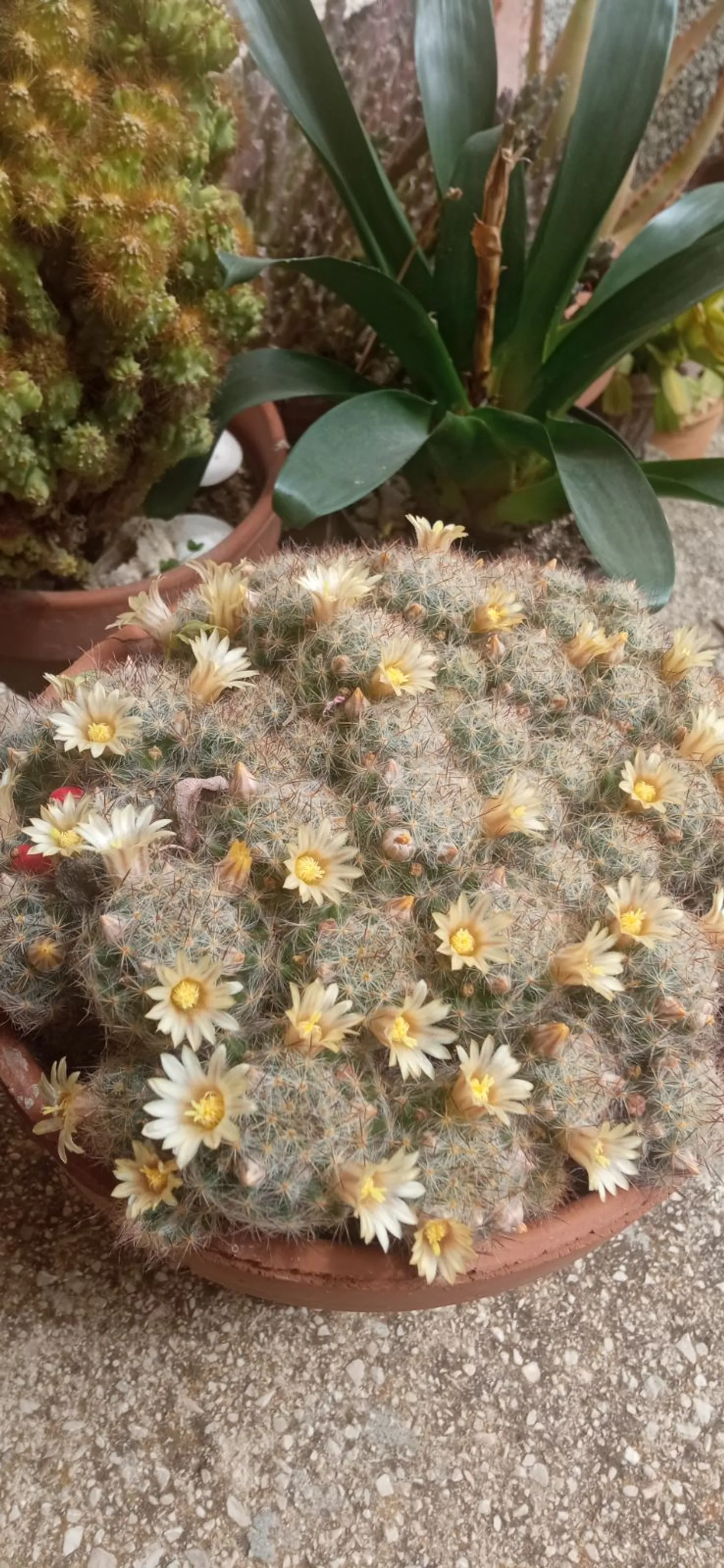 🌵🌼