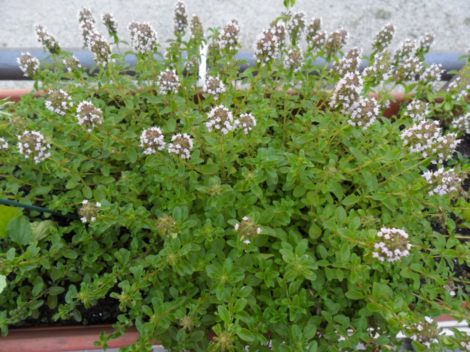 Image 815989 (auto)
